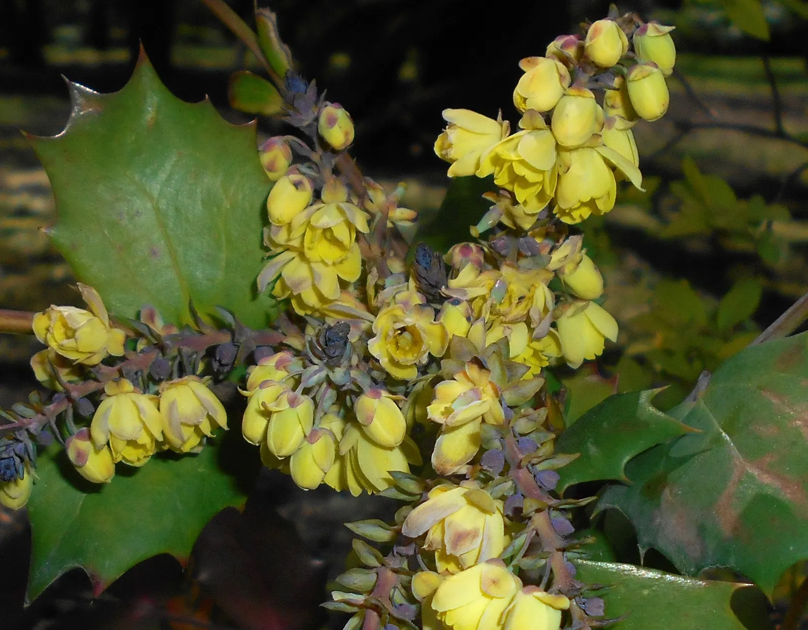 Beale's Barberry (Mahonia Japonica 'Bealei') — consider its sharp foliage when placing near pedestrian paths