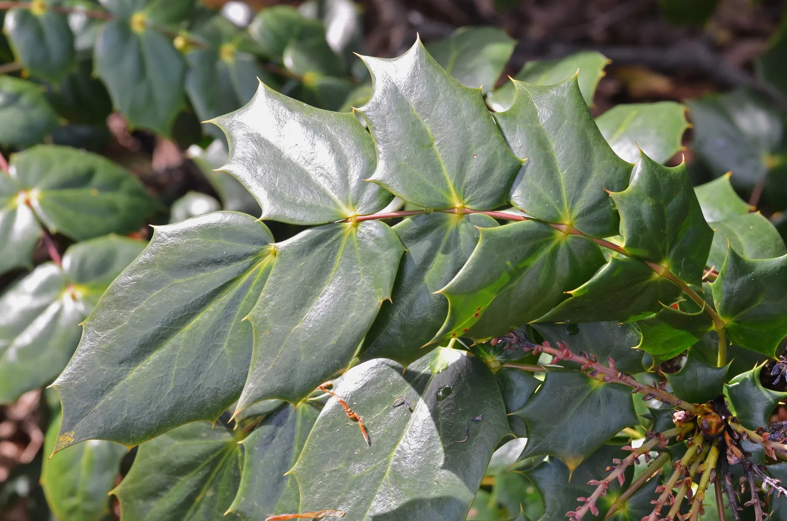 Beale's Barberry (Mahonia Japonica 'Bealei') — or as an understory plant in woodland gardens