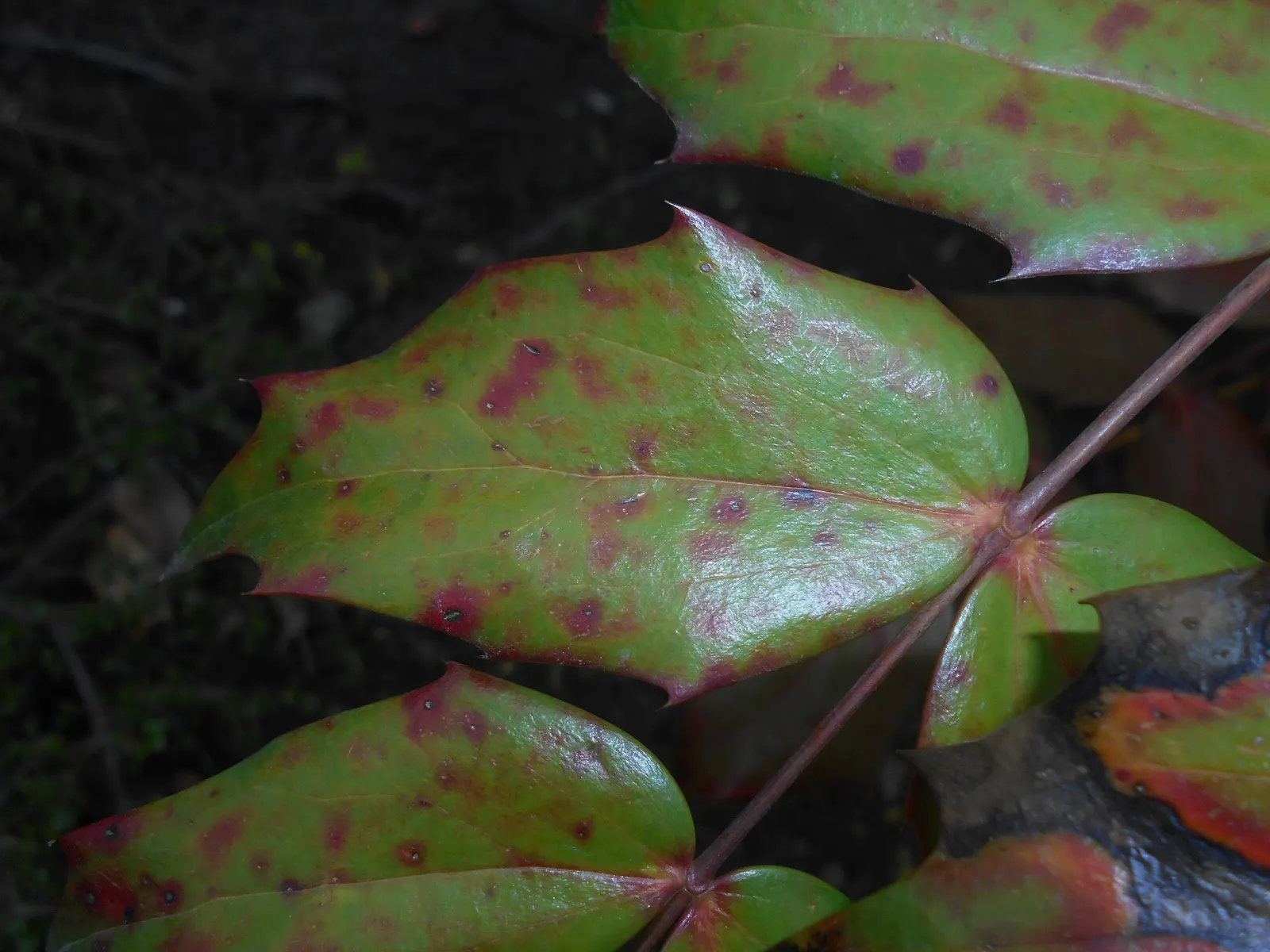 Beale's Barberry (Mahonia Japonica 'Bealei') — makes this shrub an excellent and reliable choice for a variety of landscape settings; or as an understory plant