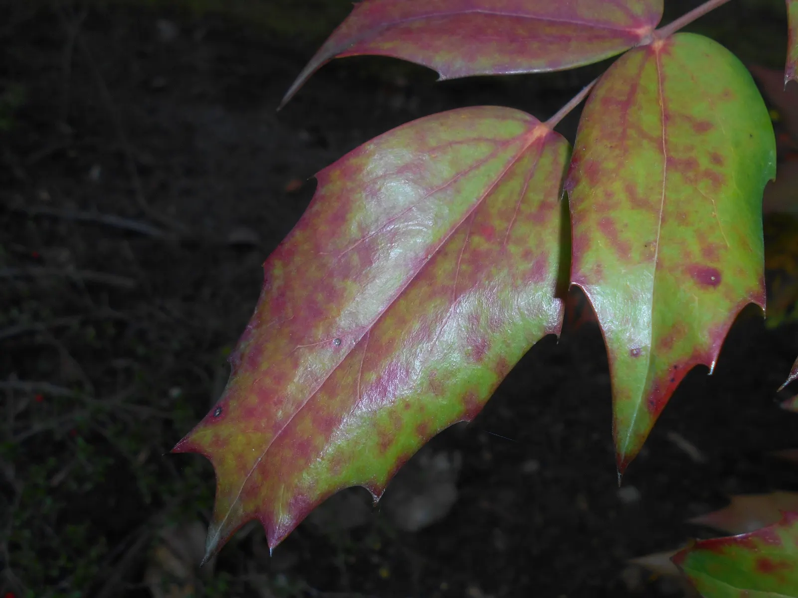 Beale's Barberry (Mahonia Japonica 'Bealei') — Its resilience to pests and diseases; its intricate compound leaves