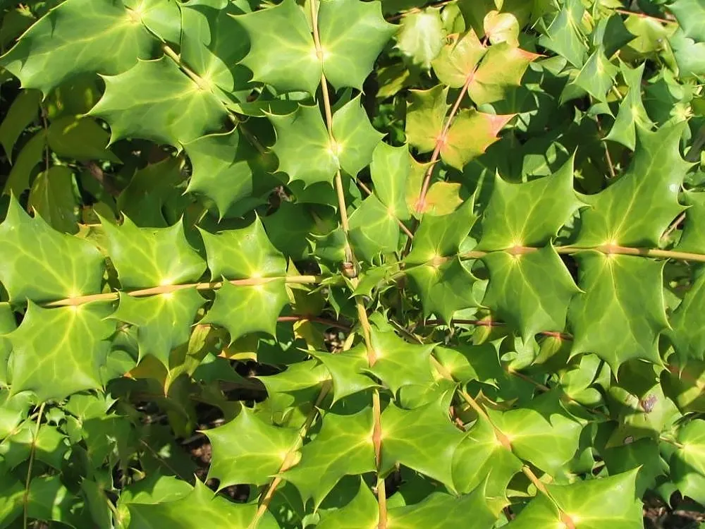 Beale's Barberry (Mahonia Japonica 'Bealei') — as well as its tolerance of urban pollution; mahonia 'Bealei' performs best in partial to full shade and