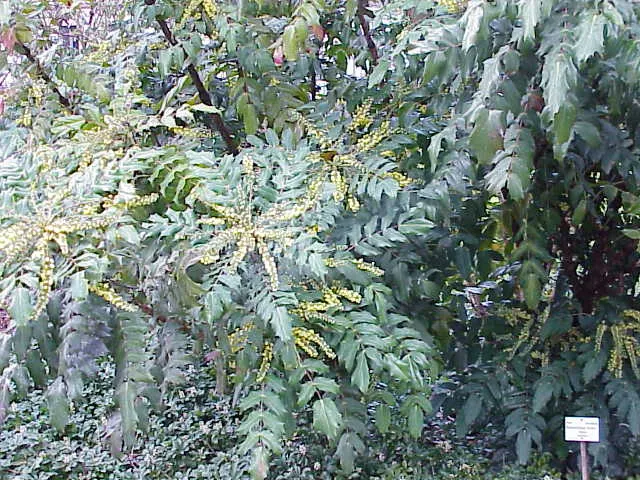 Beale's Barberry (Mahonia Japonica 'Bealei') — Its resilience to pests and diseases