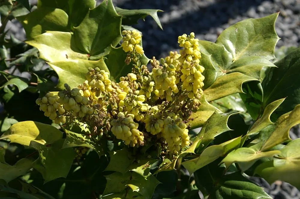 Beale's Barberry (Mahonia Japonica 'Bealei') — It is relatively low maintenance but benefits from occasional pruning to maintain its dense; mahonia 'Bealei'