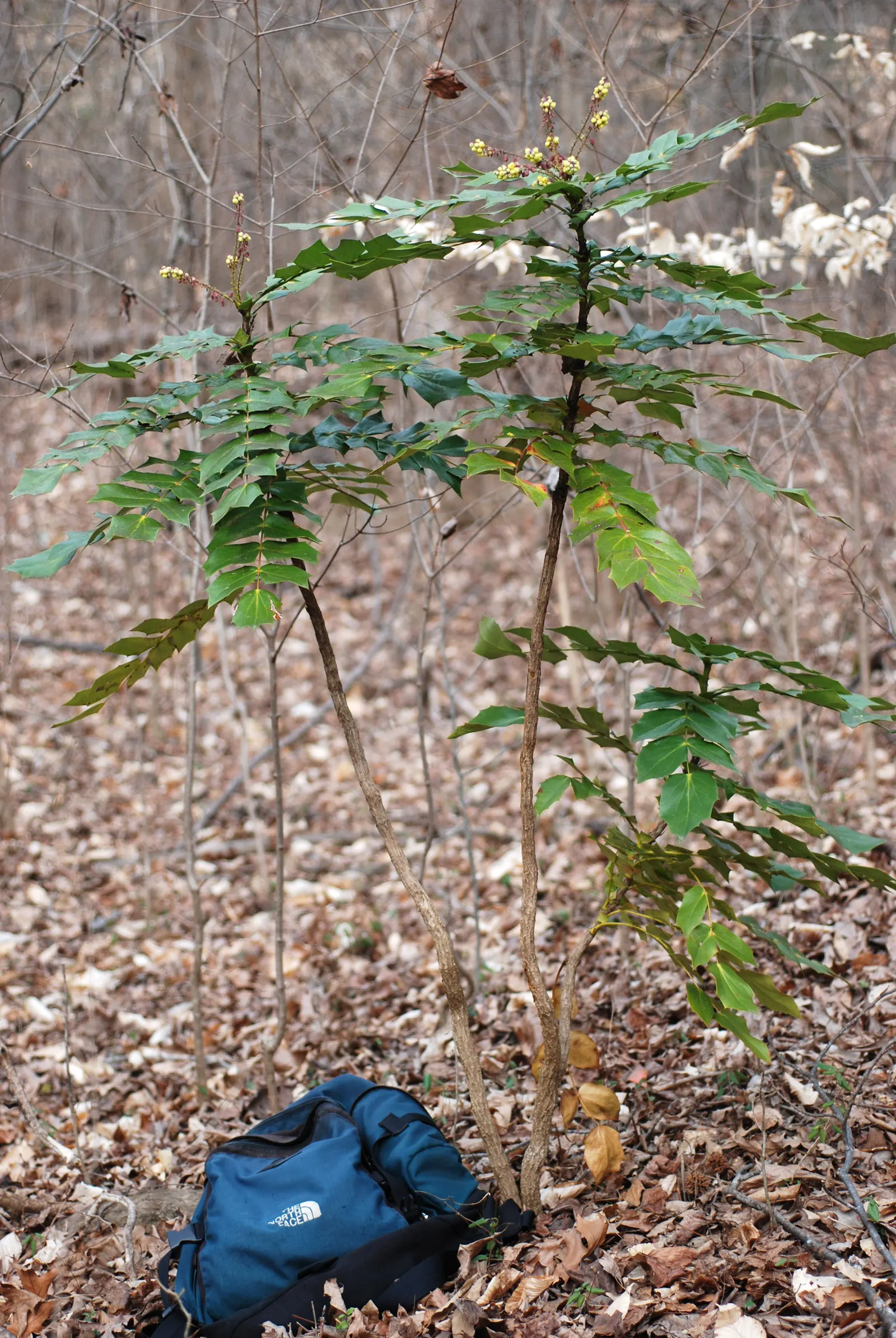 Beale's Barberry (Mahonia Japonica 'Bealei') — Adds year-round interest with its textured foliage and seasonal blooms