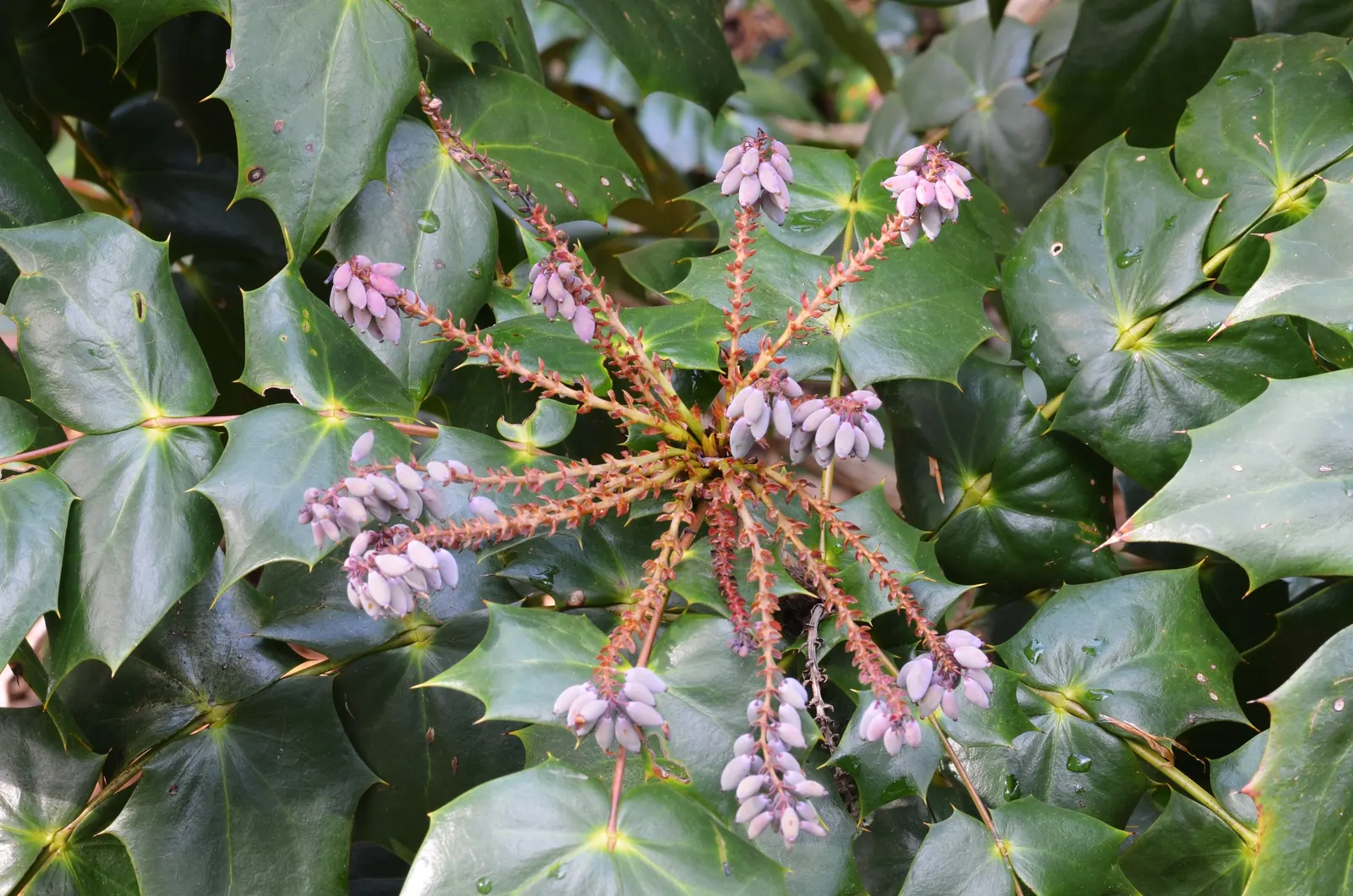 Beale's Barberry (Mahonia Japonica 'Bealei') — Beale's Barberry (Mahonia japonica 'Bealei') is an evergreen shrub that features leathery; in late winter to