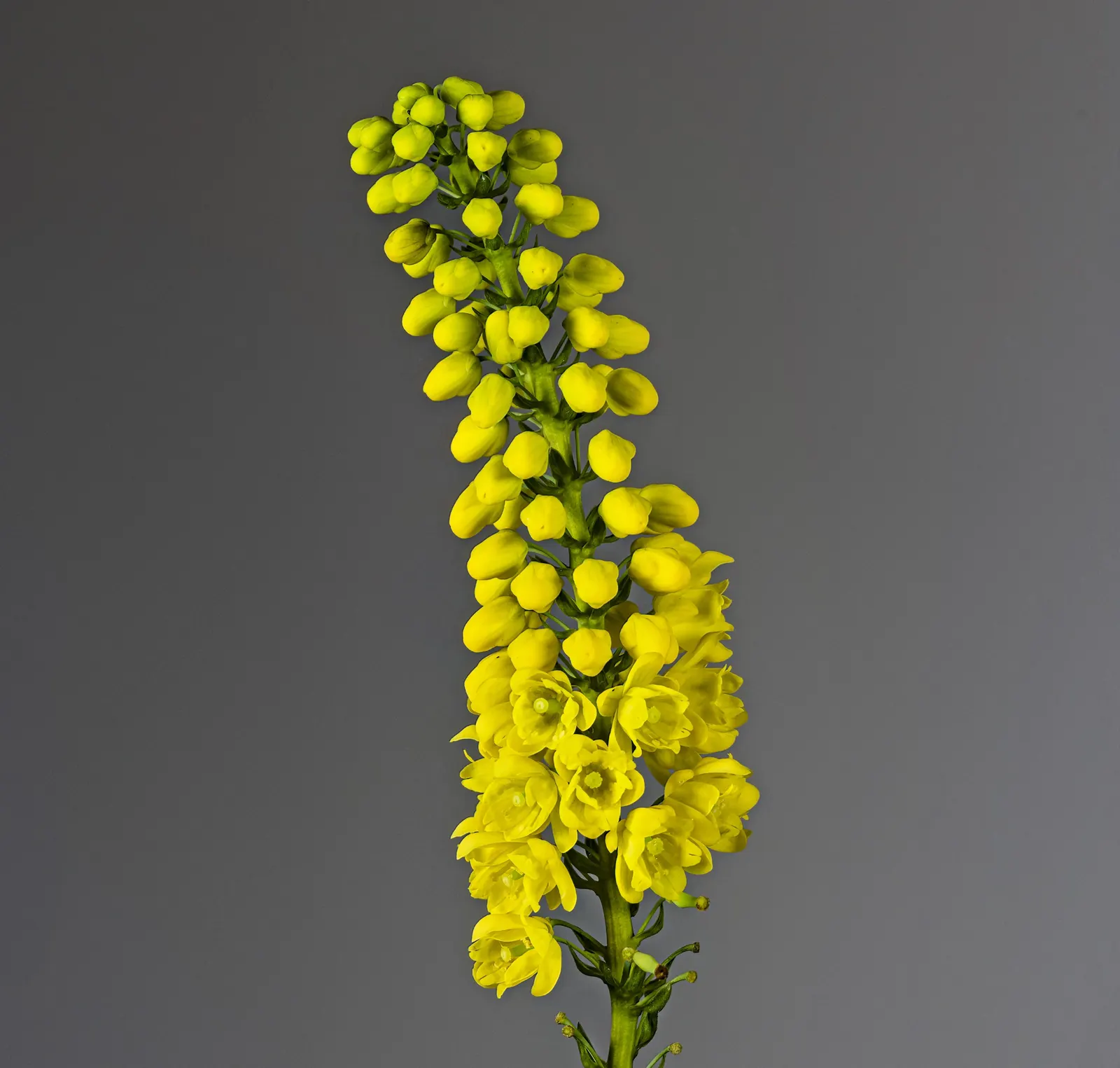 Beale's Barberry (Mahonia Japonica 'Bealei') — lily-of-the-valley-like fragrance; in late winter to early spring, it boasts fragrant, yellow flowers, followed