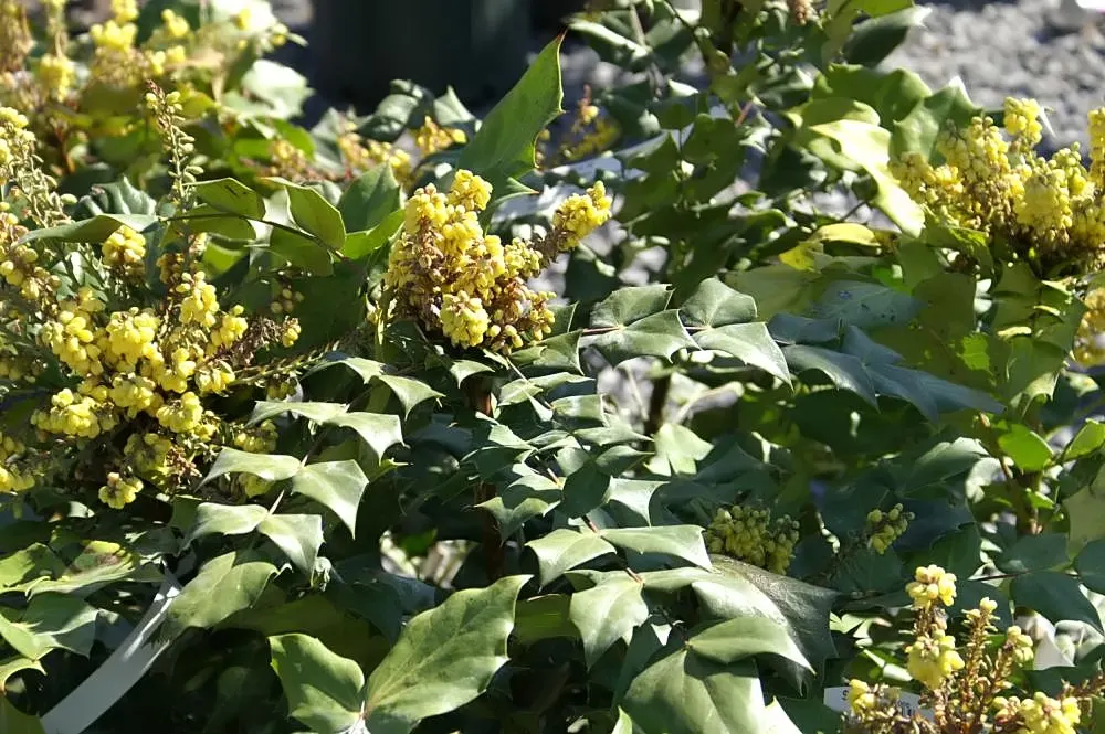 Beale's Barberry (Mahonia Japonica 'Bealei') — Beale's Barberry becomes a focal point in the garden; mahonia 'Bealei' performs best in partial to full shade
