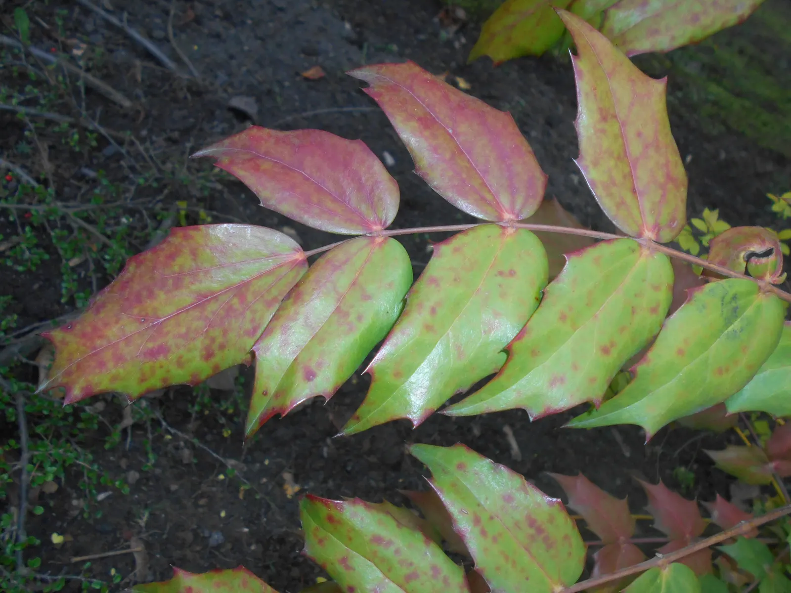 Beale's Barberry (Mahonia Japonica 'Bealei') — each up to 18 inches long; or as an understory plant in woodland gardens