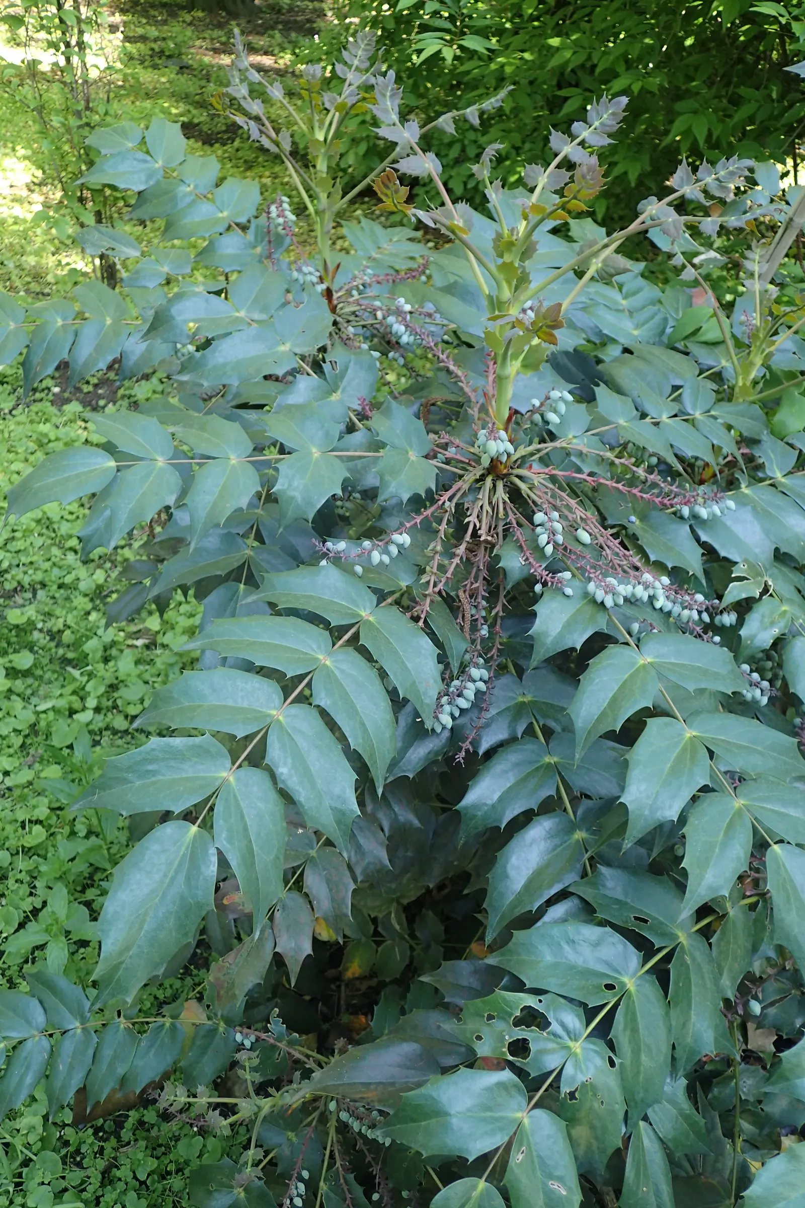 Beale's Barberry (Mahonia Japonica 'Bealei') — It is relatively low maintenance but benefits from occasional pruning to maintain its dense