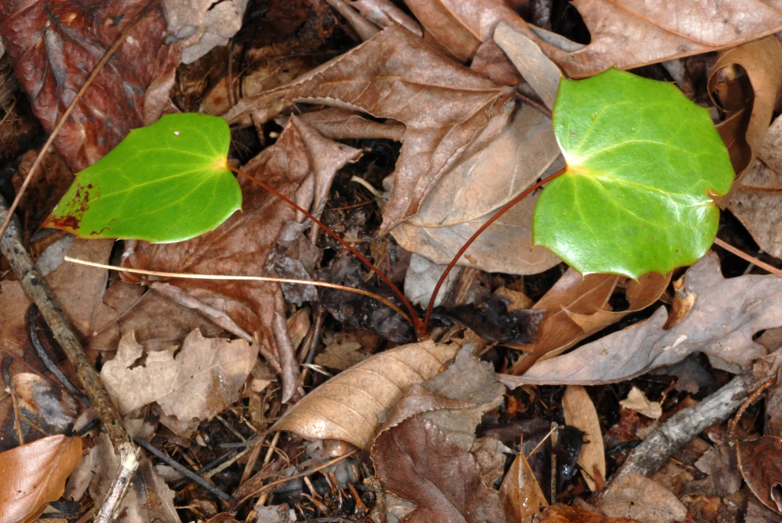 Beale's Barberry (Mahonia Japonica 'Bealei') — Its intricate compound leaves; mahonia 'Bealei' performs best in partial to full shade and requires