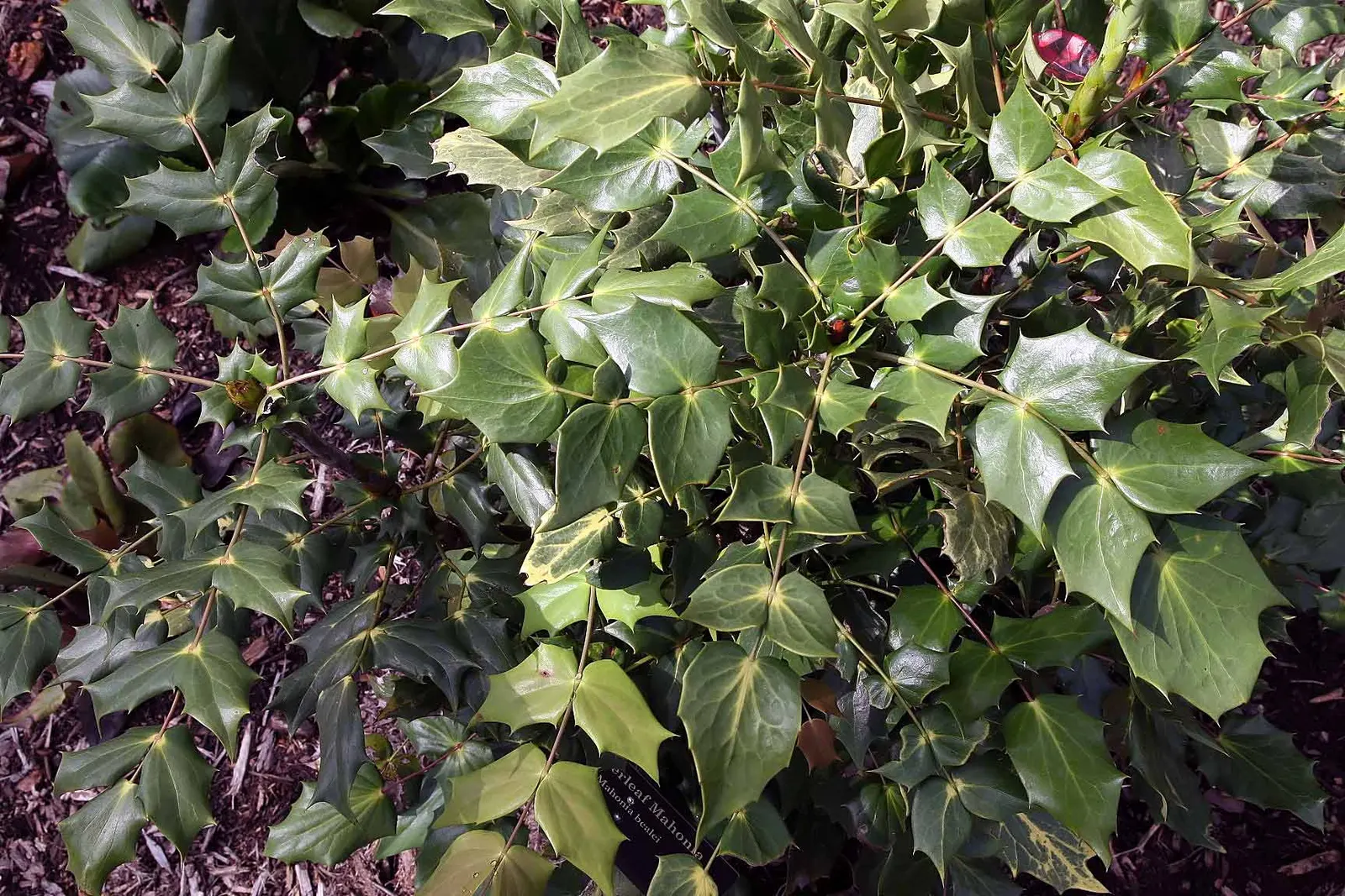 Beale's Barberry (Mahonia Japonica 'Bealei') — with bright yellow flower spikes that emit a pleasant