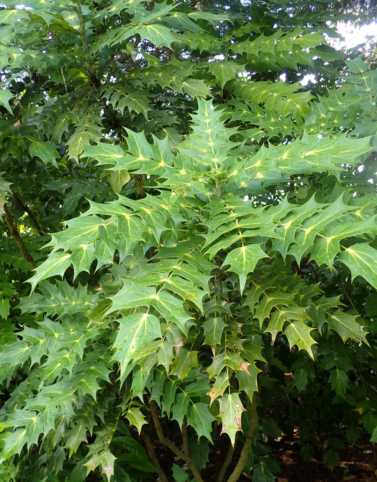 Beale's Barberry (Mahonia Japonica 'Bealei') — broadleaf evergreen / shrub with yellow blooms; mahonia 'Bealei' performs best in partial to full shade and