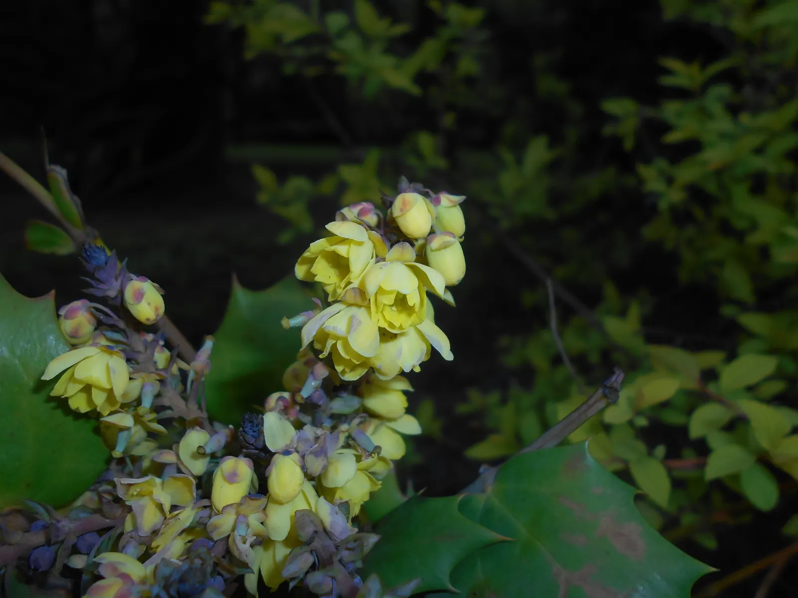 Beale's Barberry (Mahonia Japonica 'Bealei') — broadleaf evergreen / shrub for half; or as an understory plant in woodland gardens
