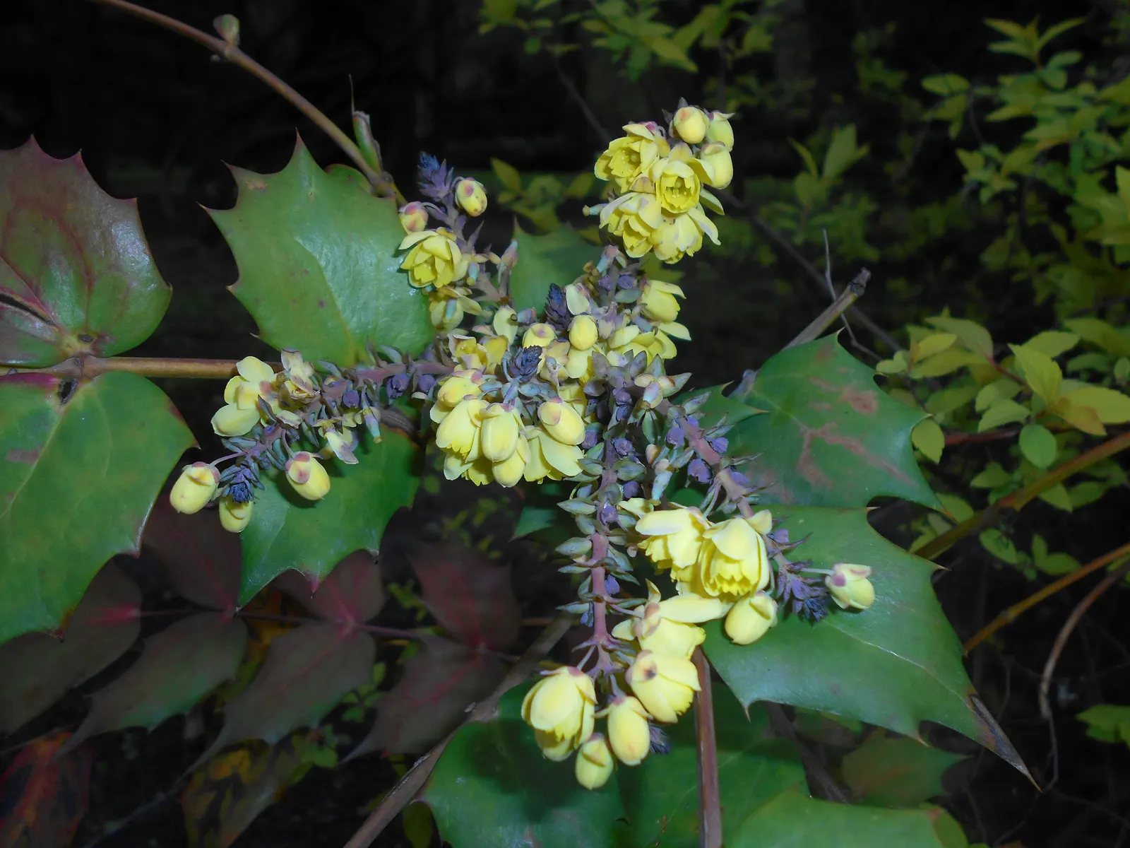 Beale's Barberry (Mahonia Japonica 'Bealei') — pinnate leaves with 5-9 holly-like leaflets; its intricate compound leaves