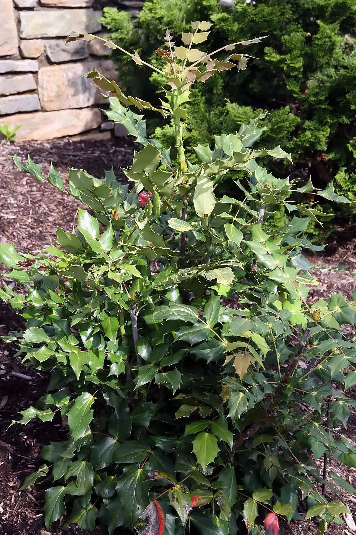 Beale's Barberry (Mahonia Japonica 'Bealei') — cherished in landscape design for its year-round interest and robust character; or as an understory plant in