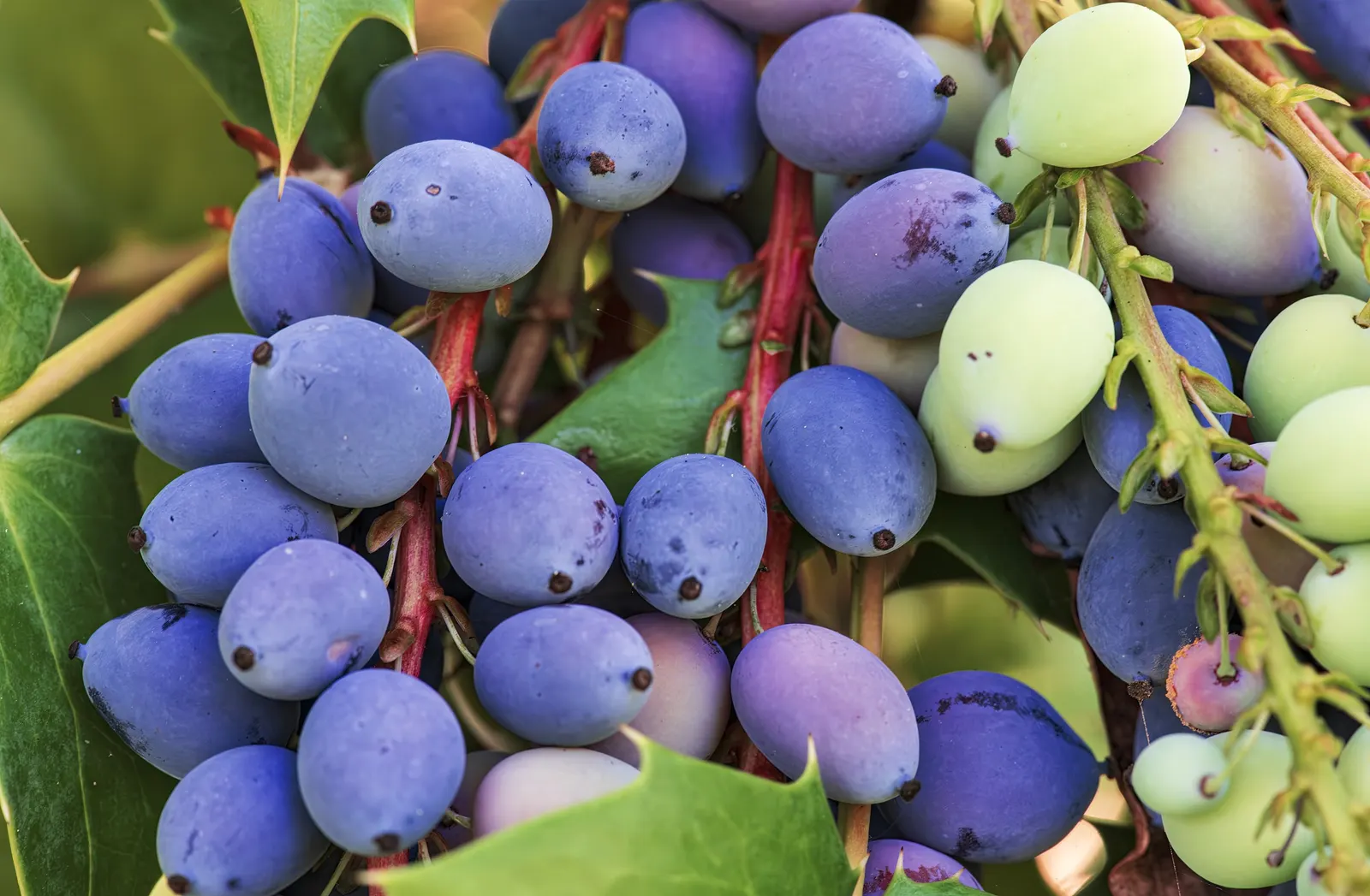 Beale's Barberry (Mahonia Japonica 'Bealei') — broadleaf evergreen / shrub for half