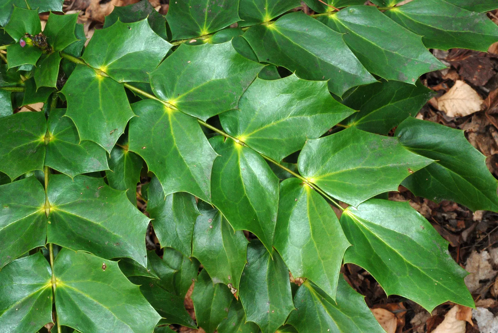 Beale's Barberry (Mahonia Japonica 'Bealei') — Its intricate compound leaves