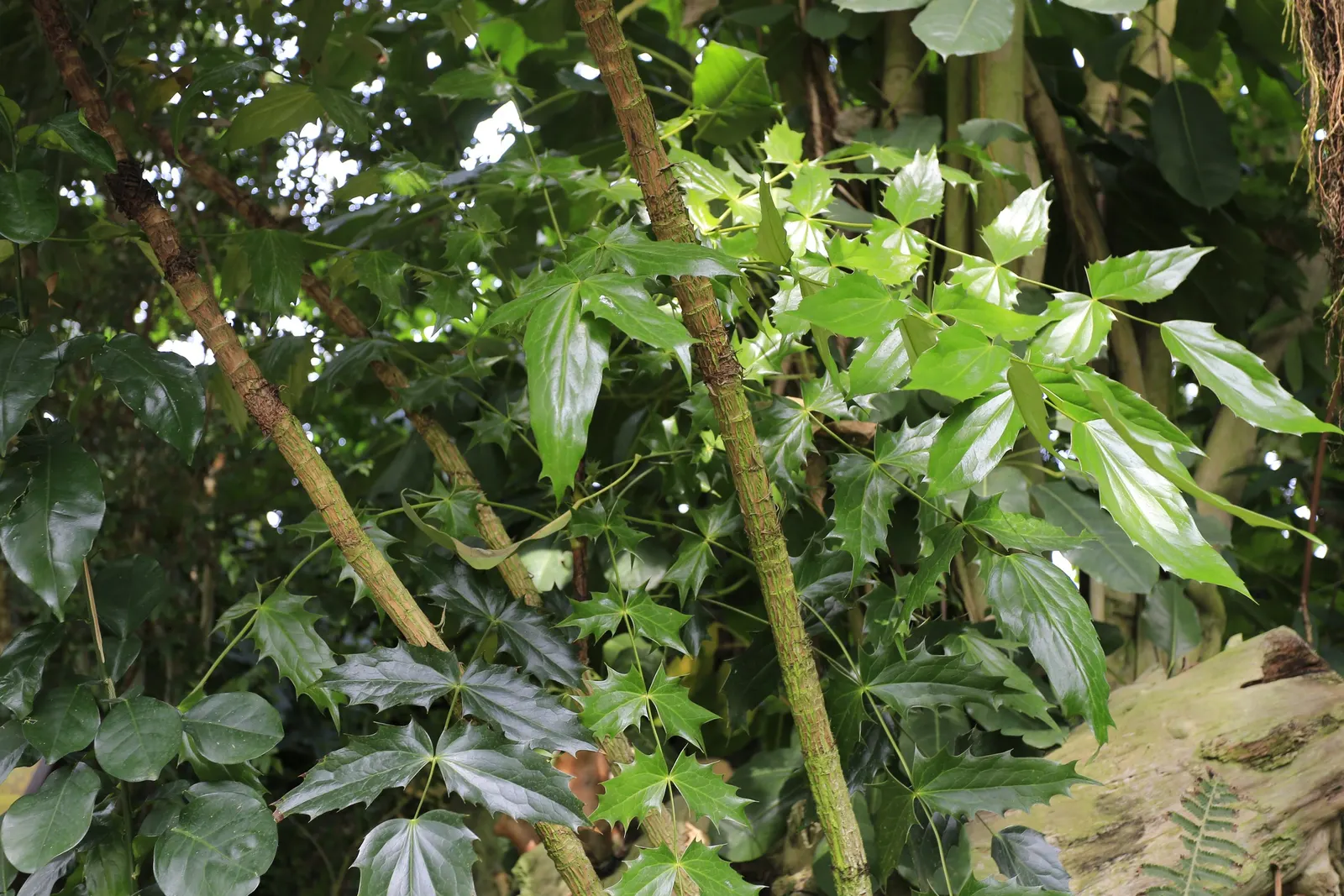 Beale's Barberry (Mahonia Japonica 'Bealei') — It typically grows 4-6 feet tall and wide