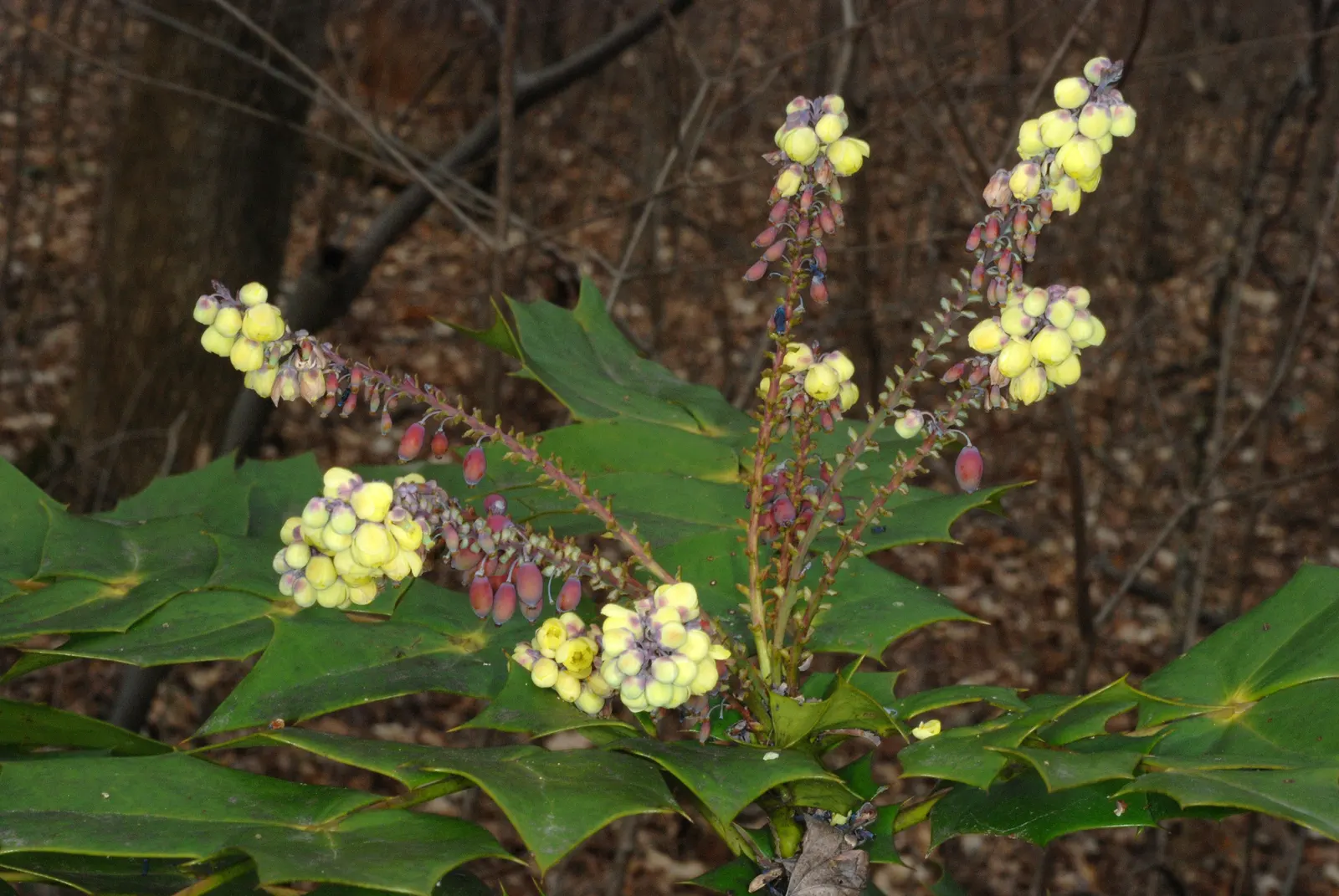 Beale's Barberry (Mahonia Japonica 'Bealei') — consist of 9 to 13 holly-like leaflets