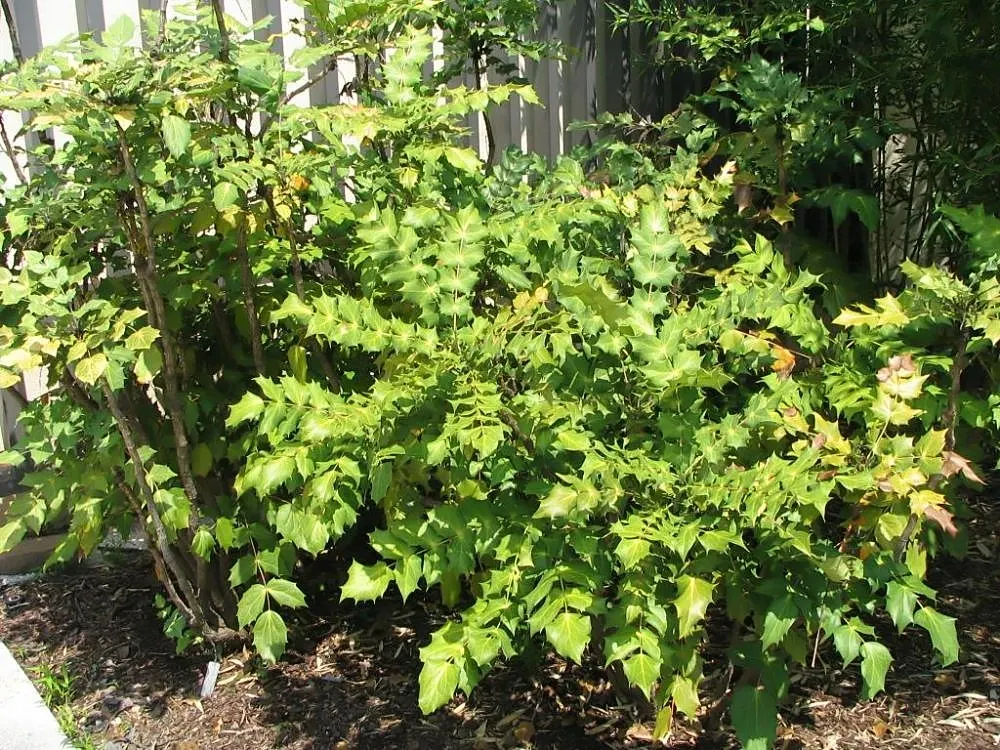 Beale's Barberry (Mahonia Japonica 'Bealei') — Mahonia 'Bealei' performs best in partial to full shade and requires well-draining soil; its intricate compound
