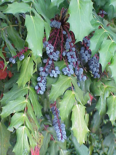 Beale's Barberry (Mahonia Japonica 'Bealei') — broadleaf evergreen / shrub with yellow blooms
