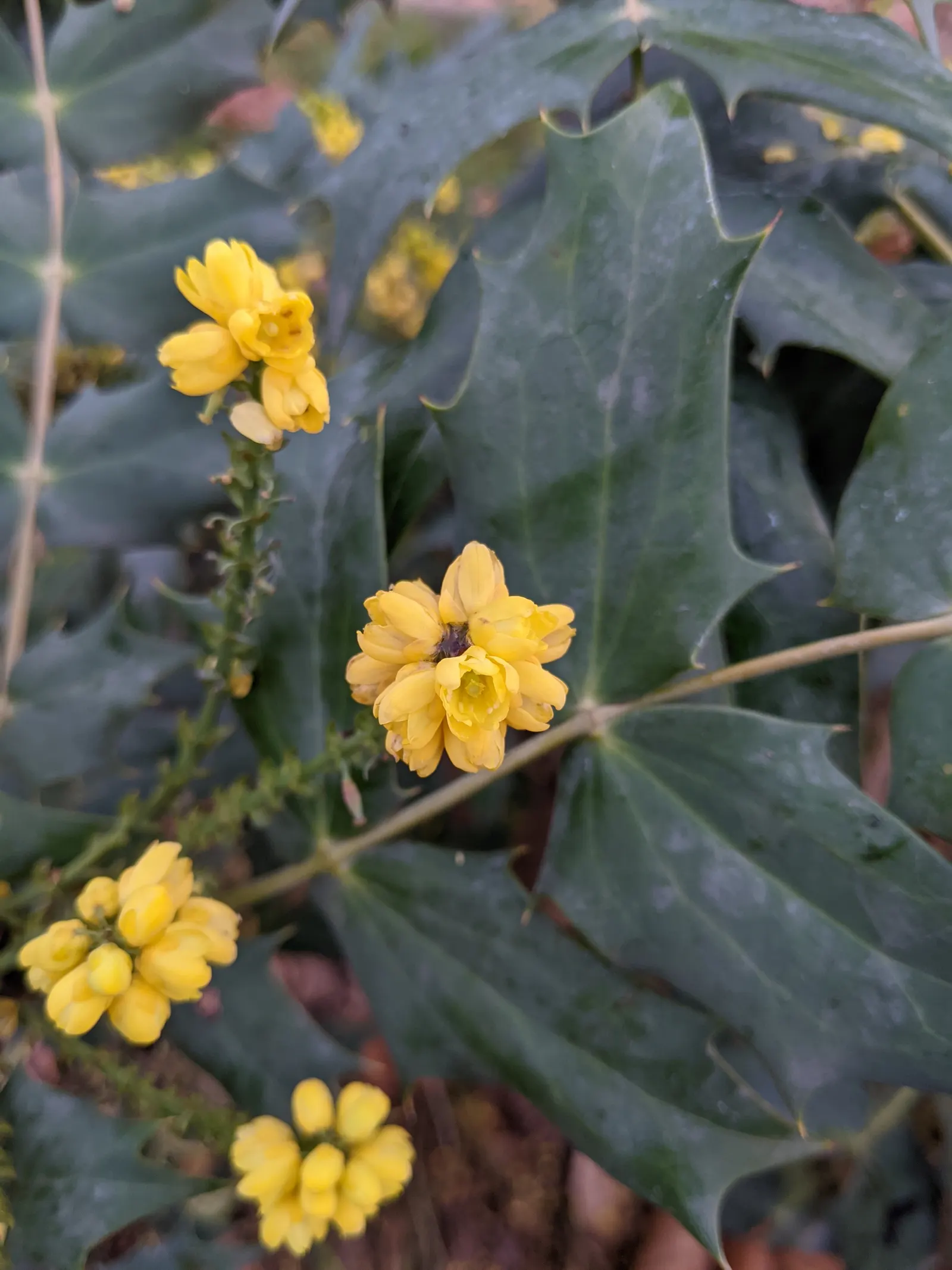 Beale's Barberry (Mahonia Japonica 'Bealei') — Mahonia 'Bealei' performs best in partial to full shade and requires well-draining soil