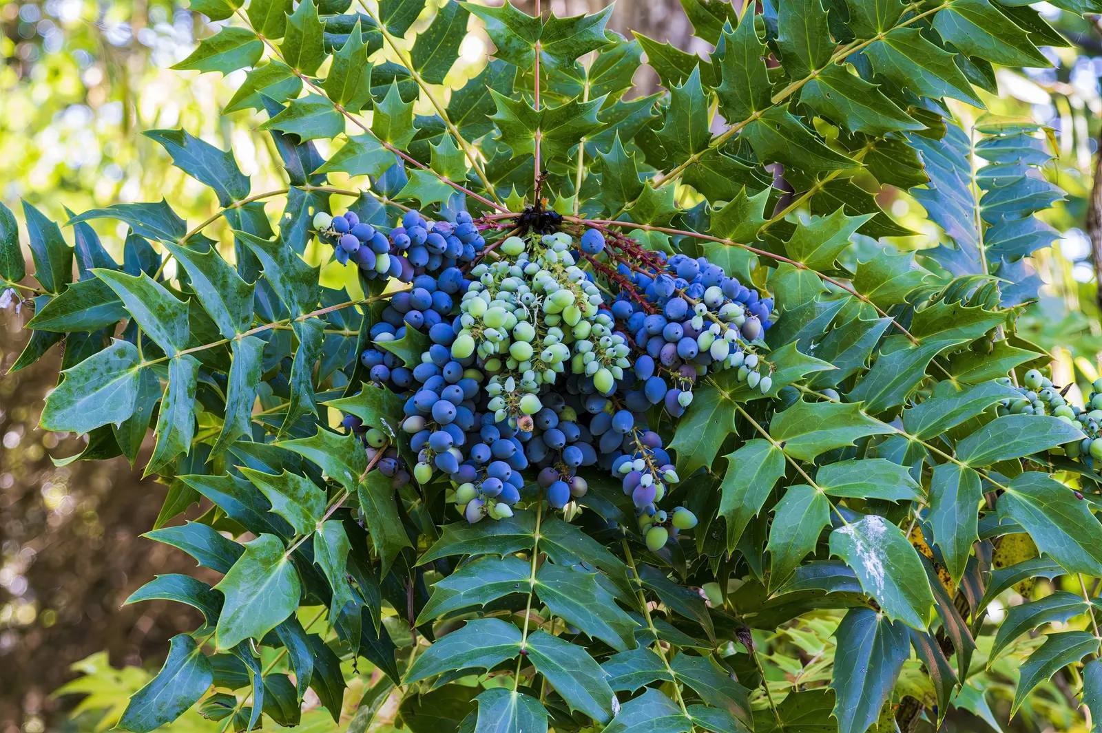 Beale's Barberry (Mahonia Japonica 'Bealei') — or as an understory plant in woodland gardens; in late winter to early spring, it boasts fragrant, yellow