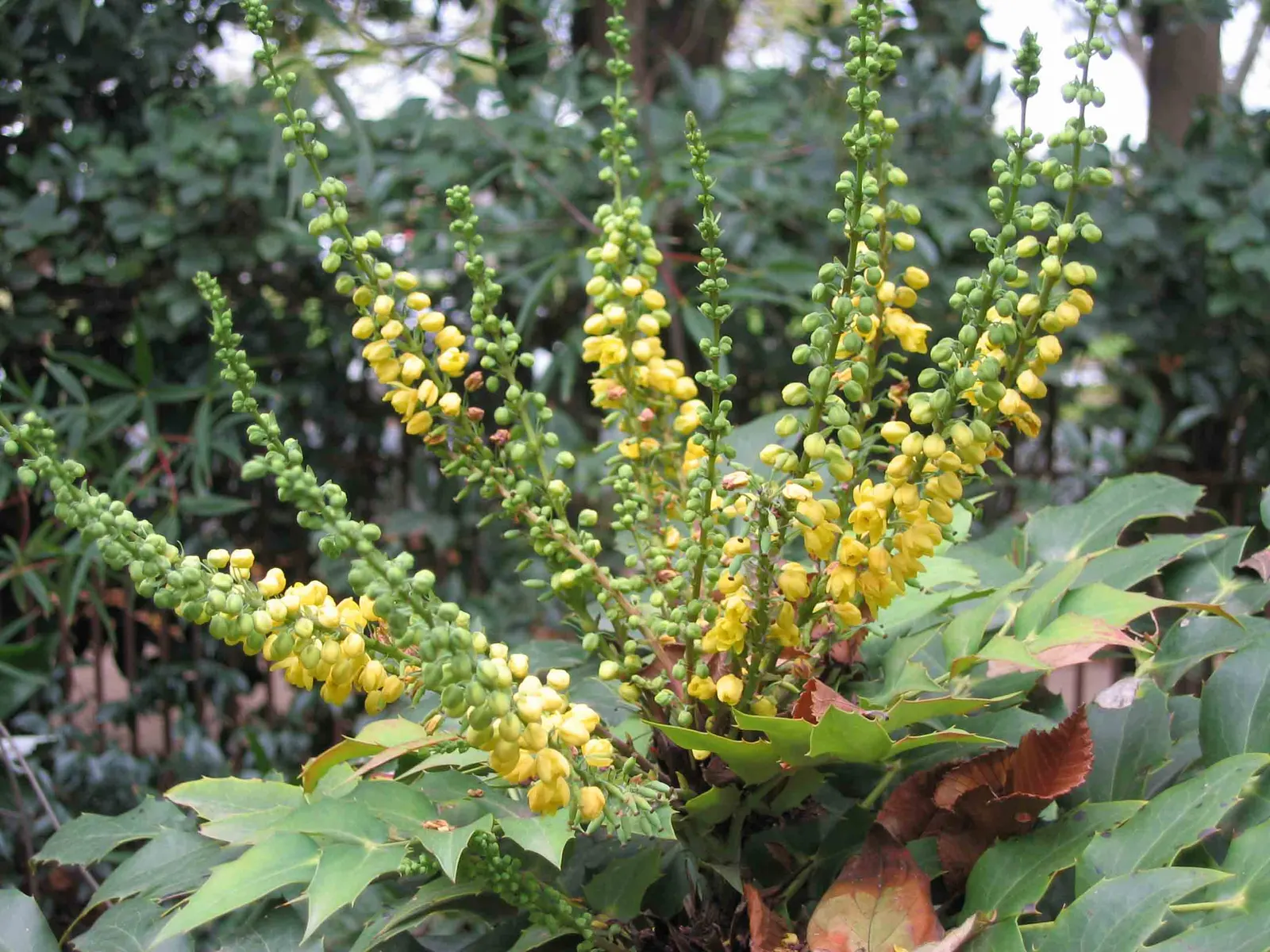 Beale's Barberry (Mahonia Japonica 'Bealei') — each up to 18 inches long