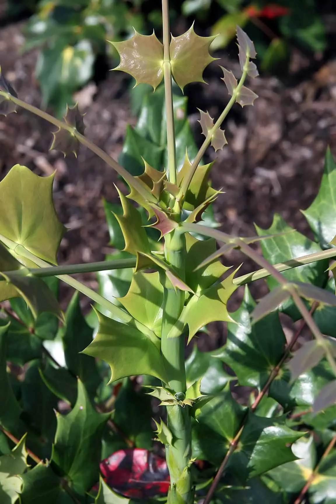 Beale's Barberry (Mahonia Japonica 'Bealei') — hailing from the Mahonia genus