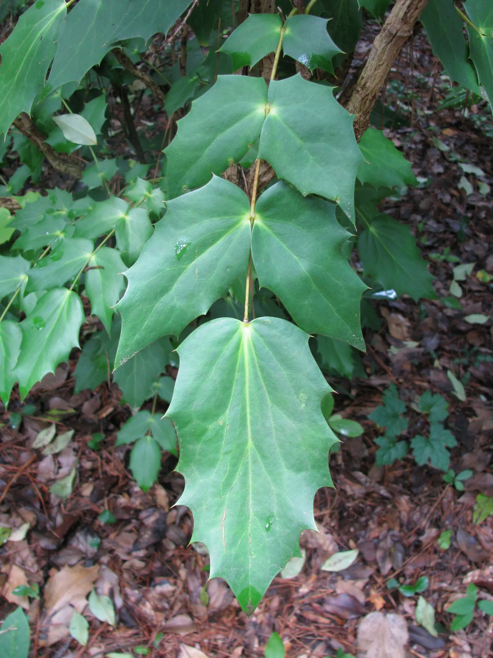 Beale's Barberry (Mahonia Japonica 'Bealei') — bluish-green hue and possess a leathery texture.<br><br>Come late fall to early winter; its intricate compound