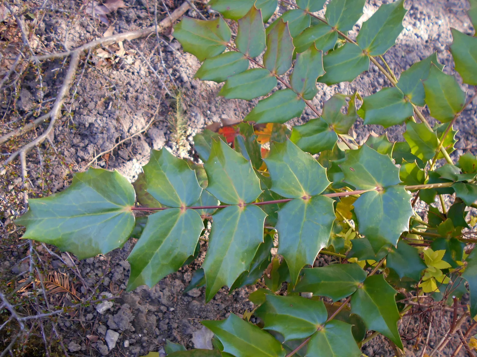 Beale's Barberry (Mahonia Japonica 'Bealei') — capable of reaching heights of 4 to 6 feet with a similar spread; its intricate compound leaves