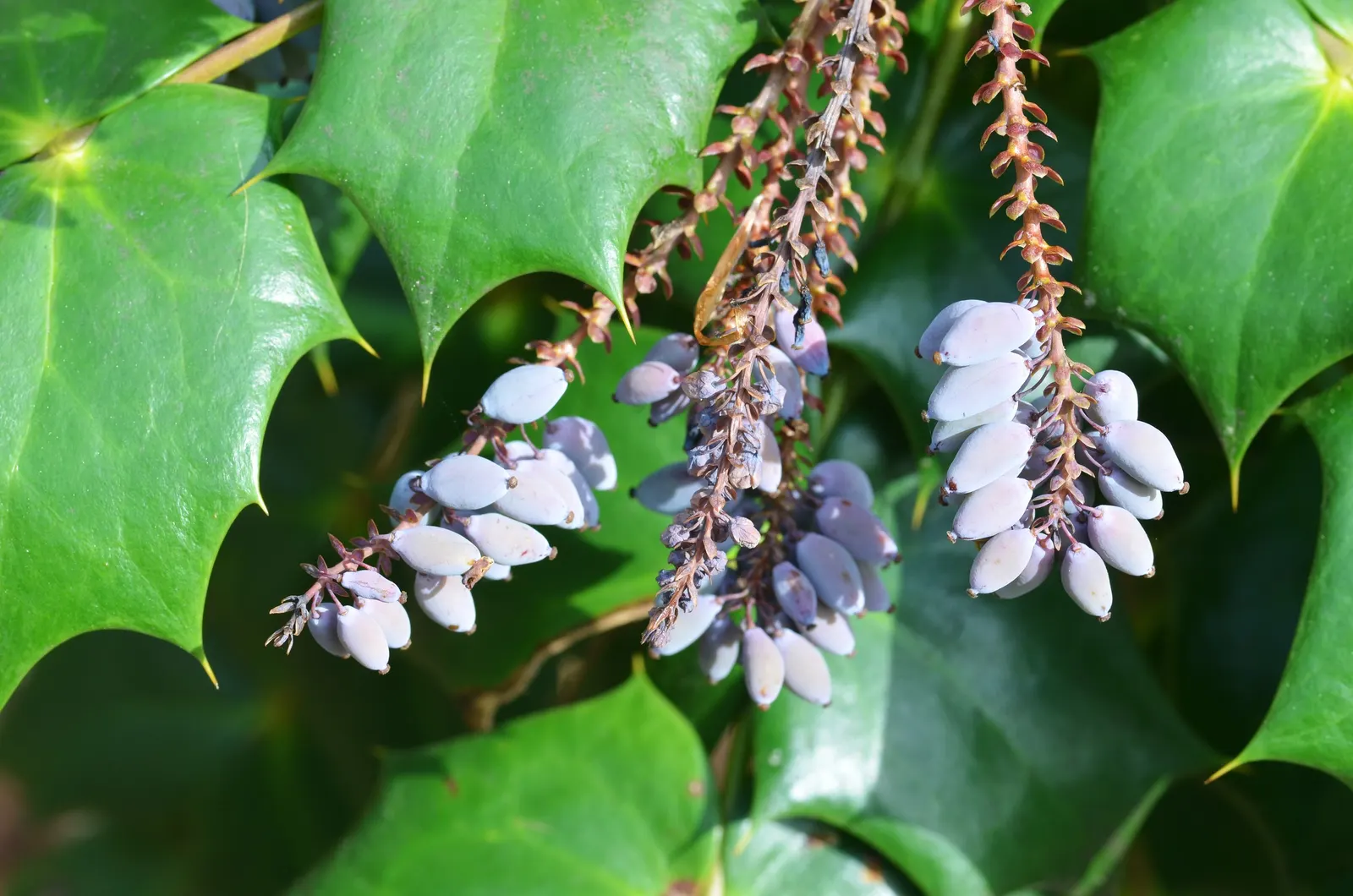 Beale's Barberry (Mahonia Japonica 'Bealei') — consider its sharp foliage when placing near pedestrian paths; in late winter to early spring, it boasts
