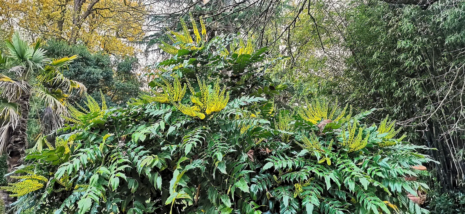 Beale's Barberry (Mahonia Japonica 'Bealei') — In late winter to early spring, it boasts fragrant, yellow flowers, followed by blue-black berries