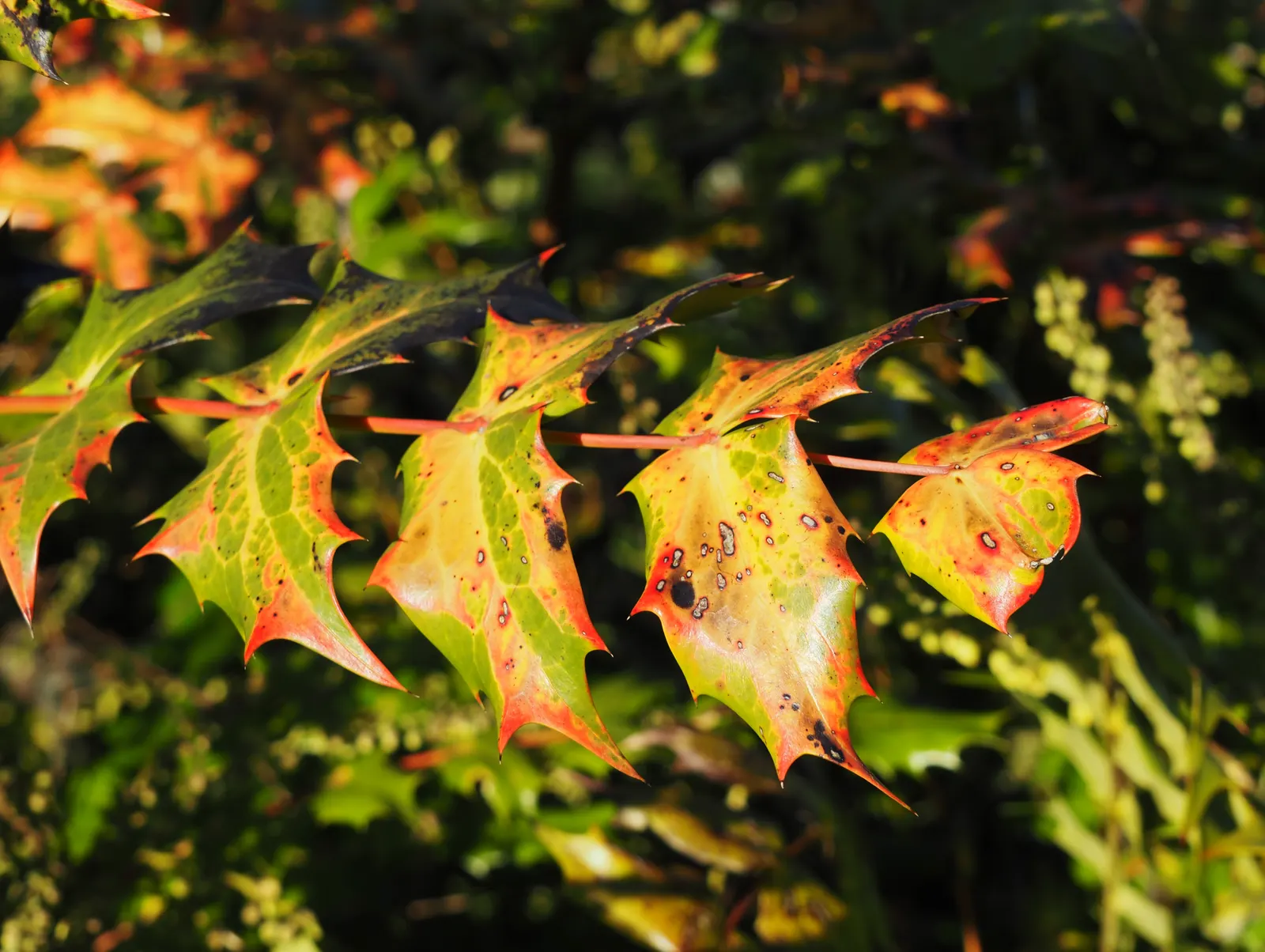 Beale's Barberry (Mahonia Japonica 'Bealei') — lily-of-the-valley-like fragrance