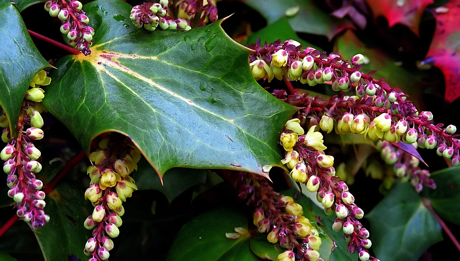 Beale's Barberry (Mahonia Japonica 'Bealei') — consist of 9 to 13 holly-like leaflets; in late winter to early spring, it boasts fragrant, yellow flowers