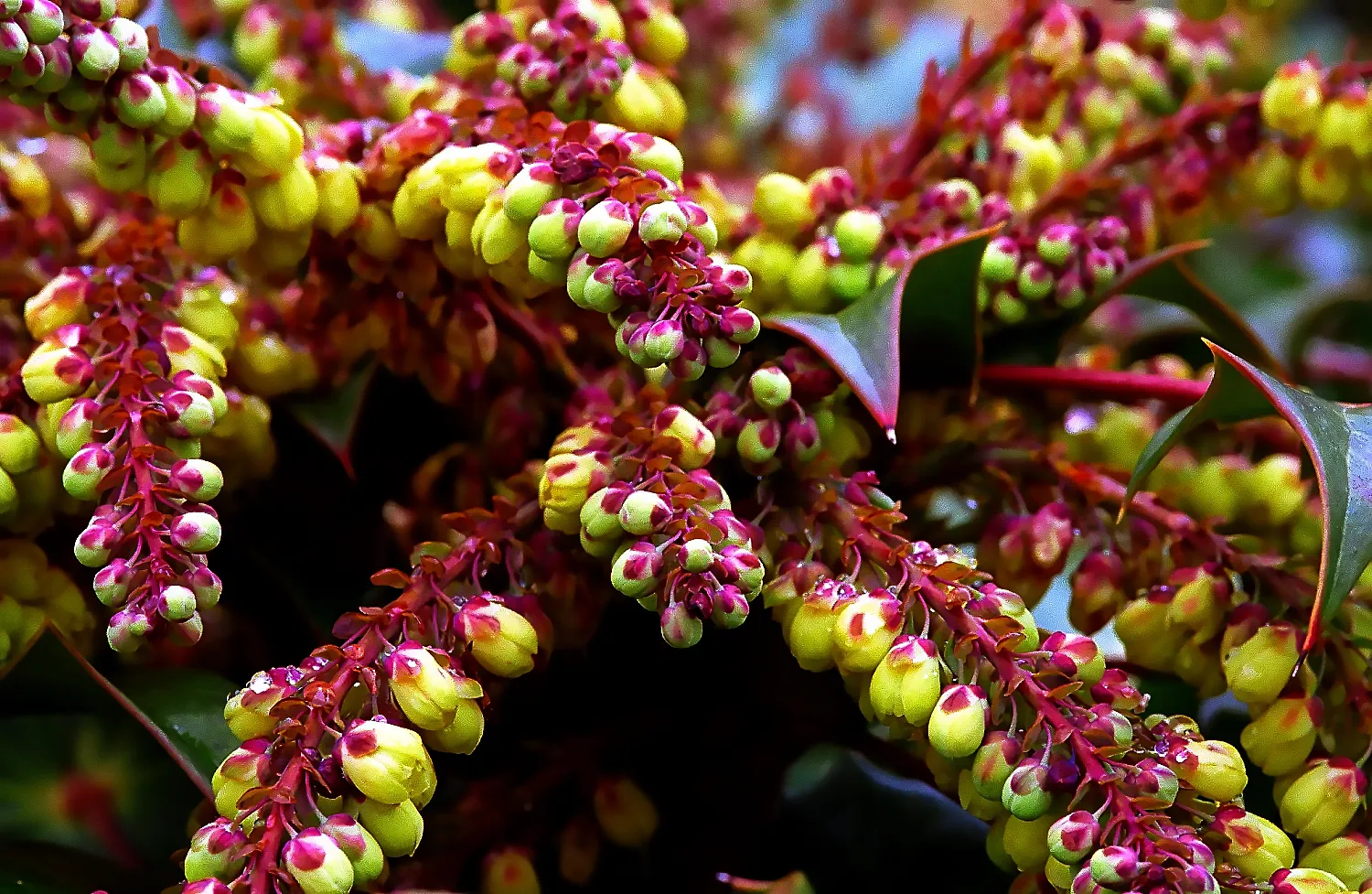 Beale's Barberry (Mahonia Japonica 'Bealei') — makes this shrub an excellent and reliable choice for a variety of landscape settings