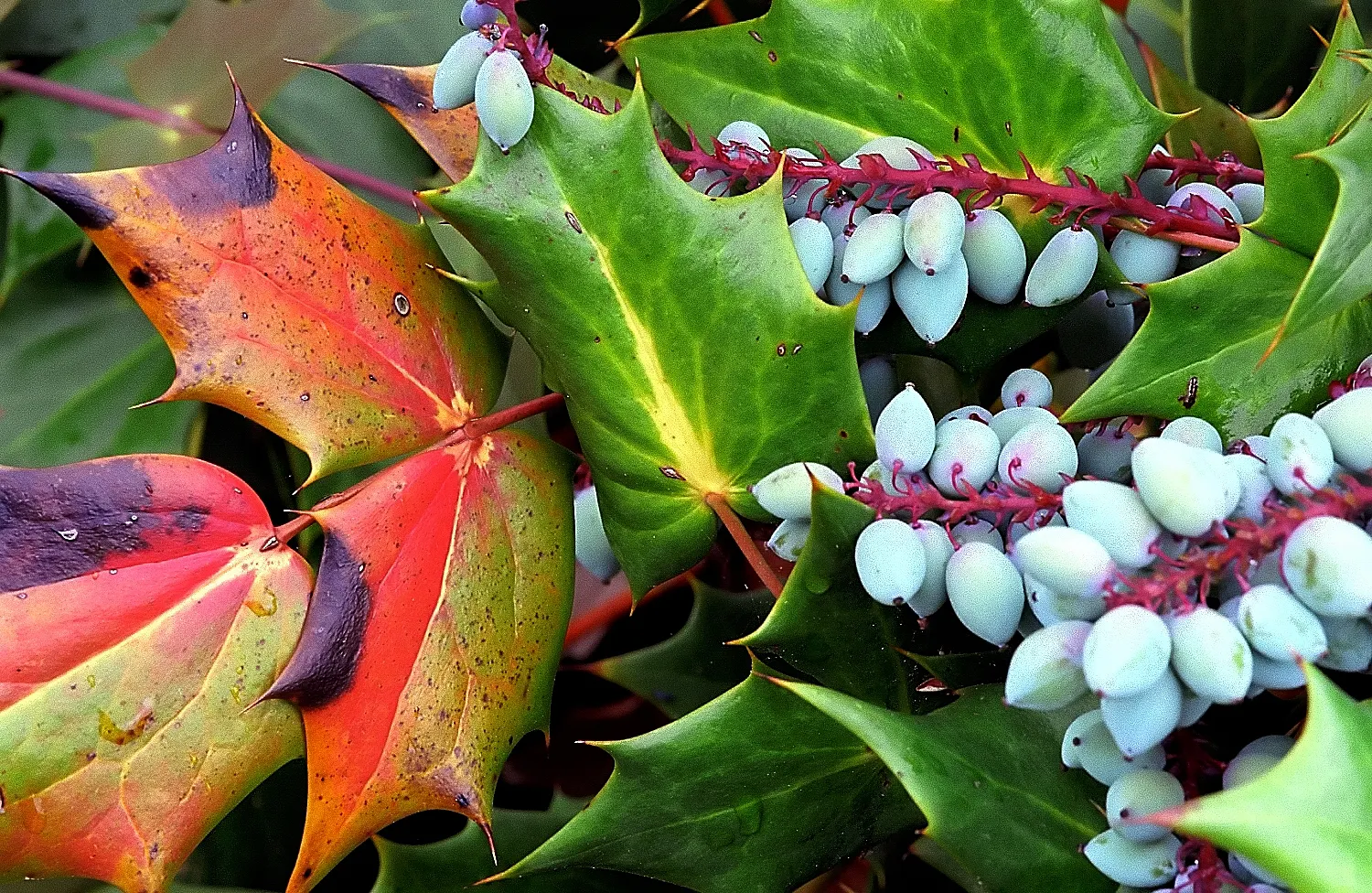 Beale's Barberry (Mahonia Japonica 'Bealei') — as well as its tolerance of urban pollution