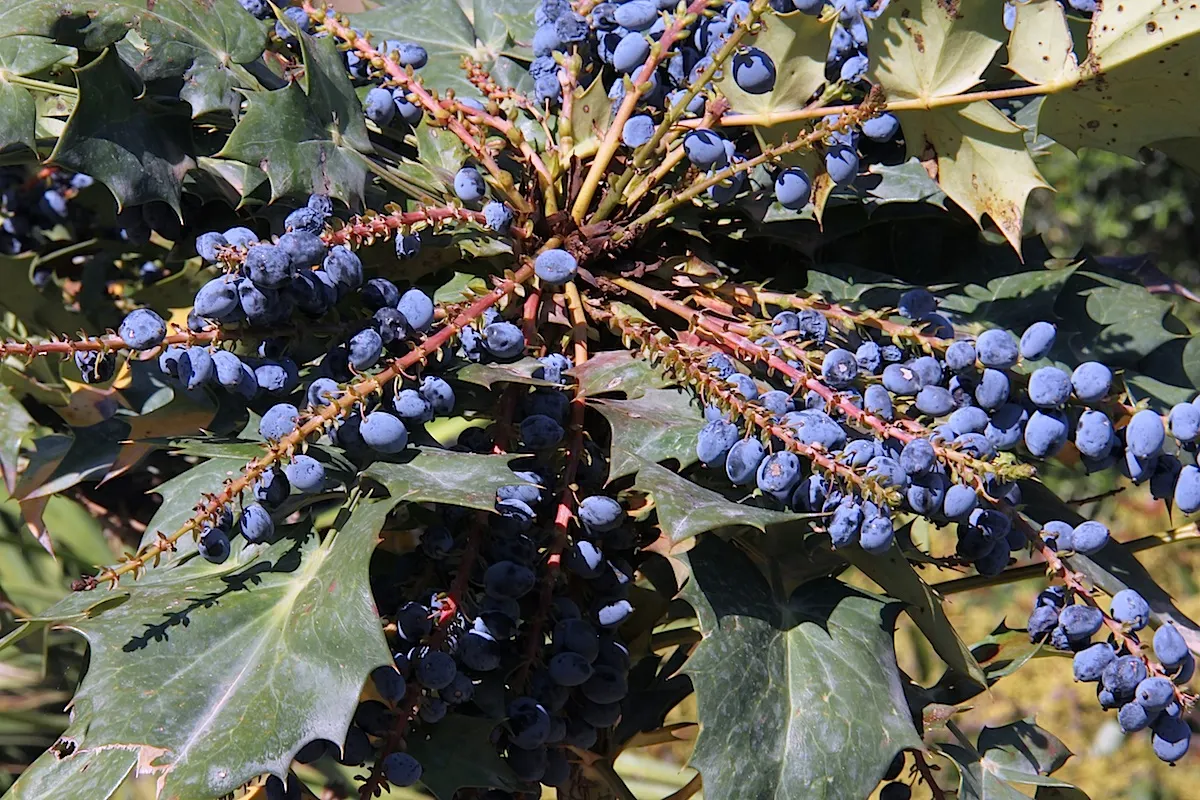 Beale's Barberry (Mahonia Japonica 'Bealei') — bluish-green hue and possess a leathery texture.<br><br>Come late fall to early winter