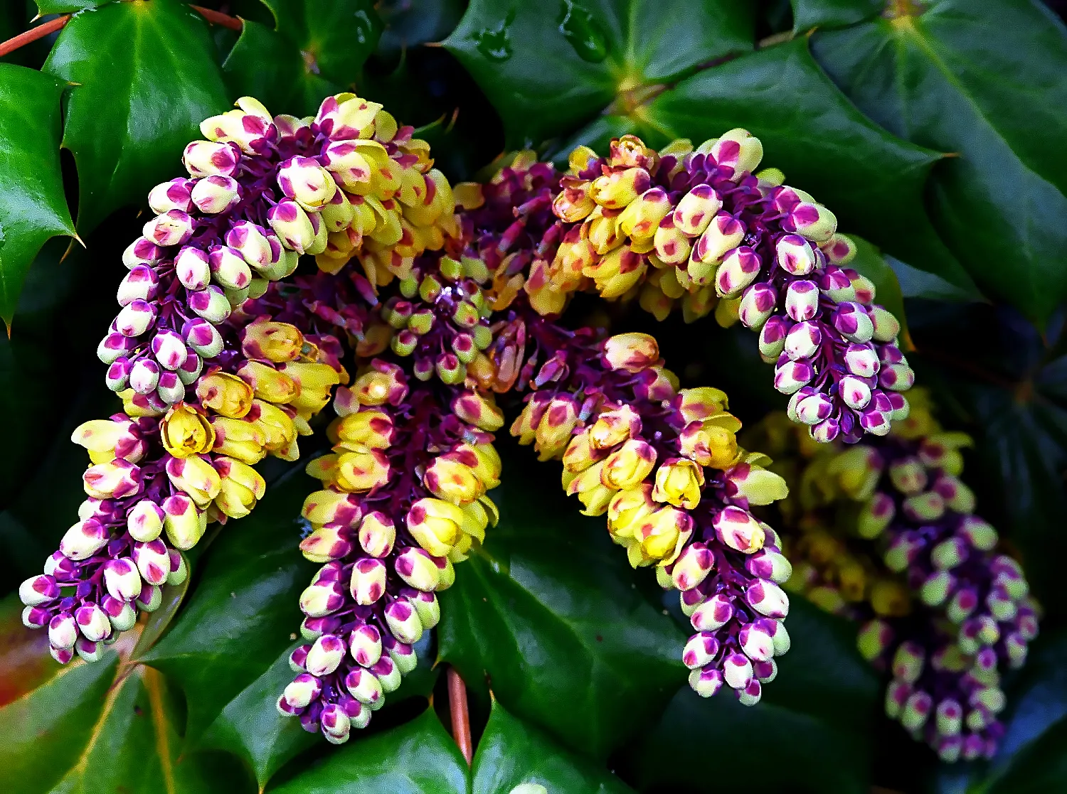 Beale's Barberry (Mahonia Japonica 'Bealei') — It typically grows 4-6 feet tall and wide; mahonia 'Bealei' performs best in partial to full shade and requires