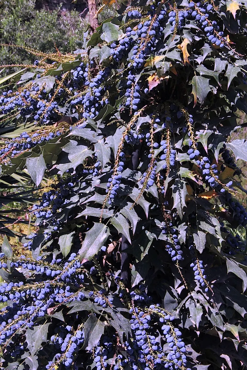 Beale's Barberry (Mahonia Japonica 'Bealei') — capable of reaching heights of 4 to 6 feet with a similar spread