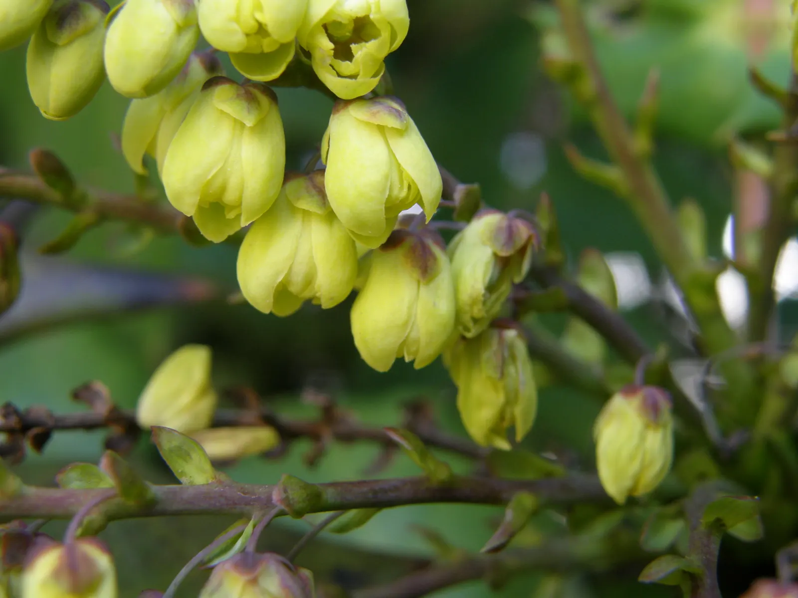 Beale's Barberry (Mahonia Japonica 'Bealei') — Prefers partial shade and well-drained soil