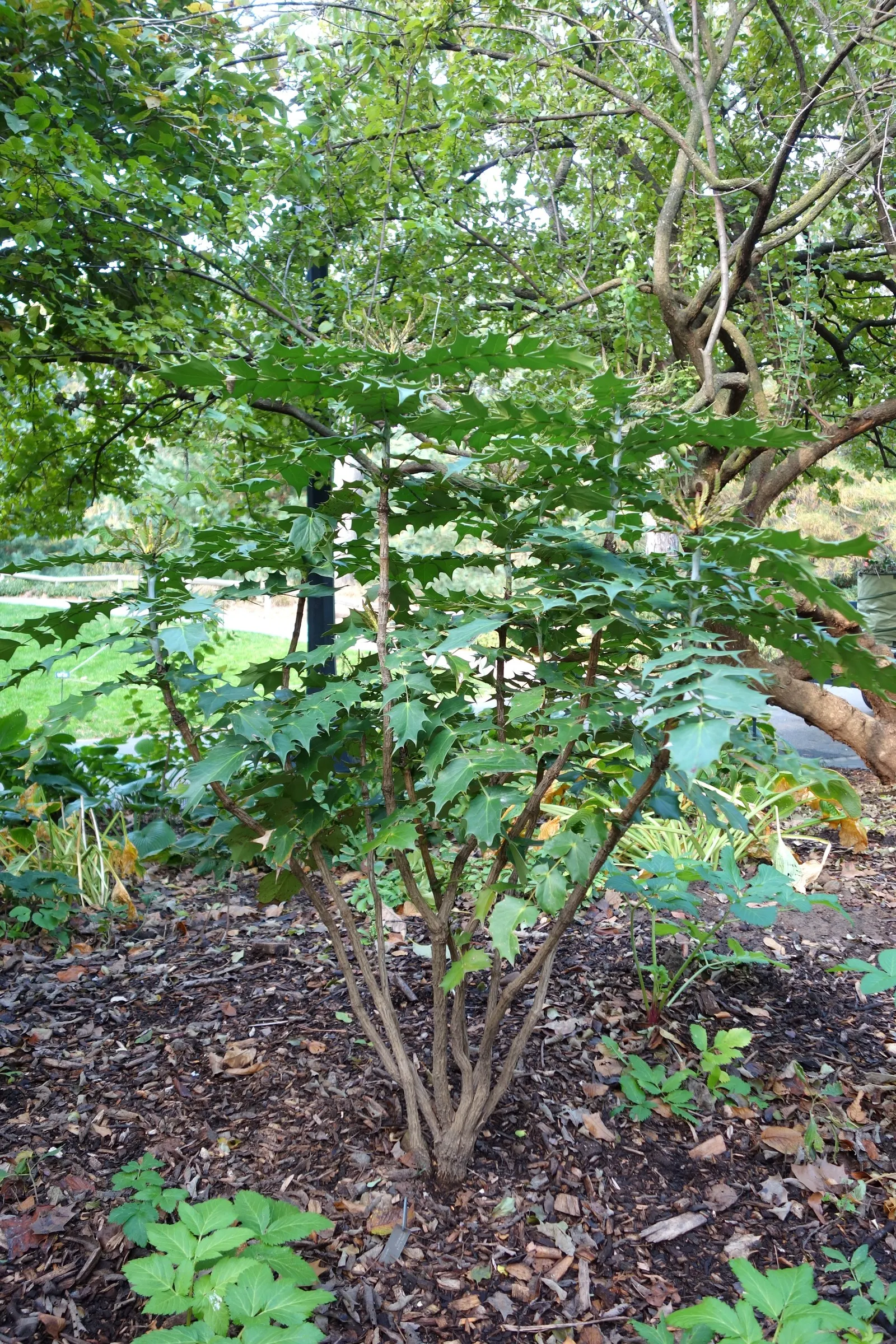Beale's Barberry (Mahonia Japonica 'Bealei') — Hardy in zones 7-9, it's ideal for shaded foundation plantings or woodland gardens; its intricate compound leaves