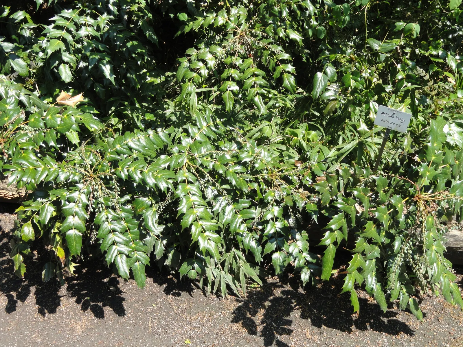 Beale's Barberry (Mahonia Japonica 'Bealei') — hailing from the Mahonia genus; in late winter to early spring, it boasts fragrant, yellow flowers, followed by