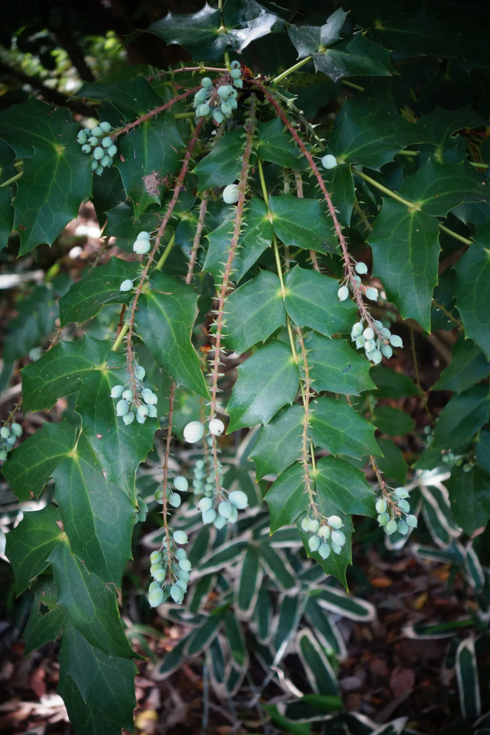 Beale's Barberry (Mahonia Japonica 'Bealei') — pinnate leaves with 5-9 holly-like leaflets; its intricate compound leaves, image 58