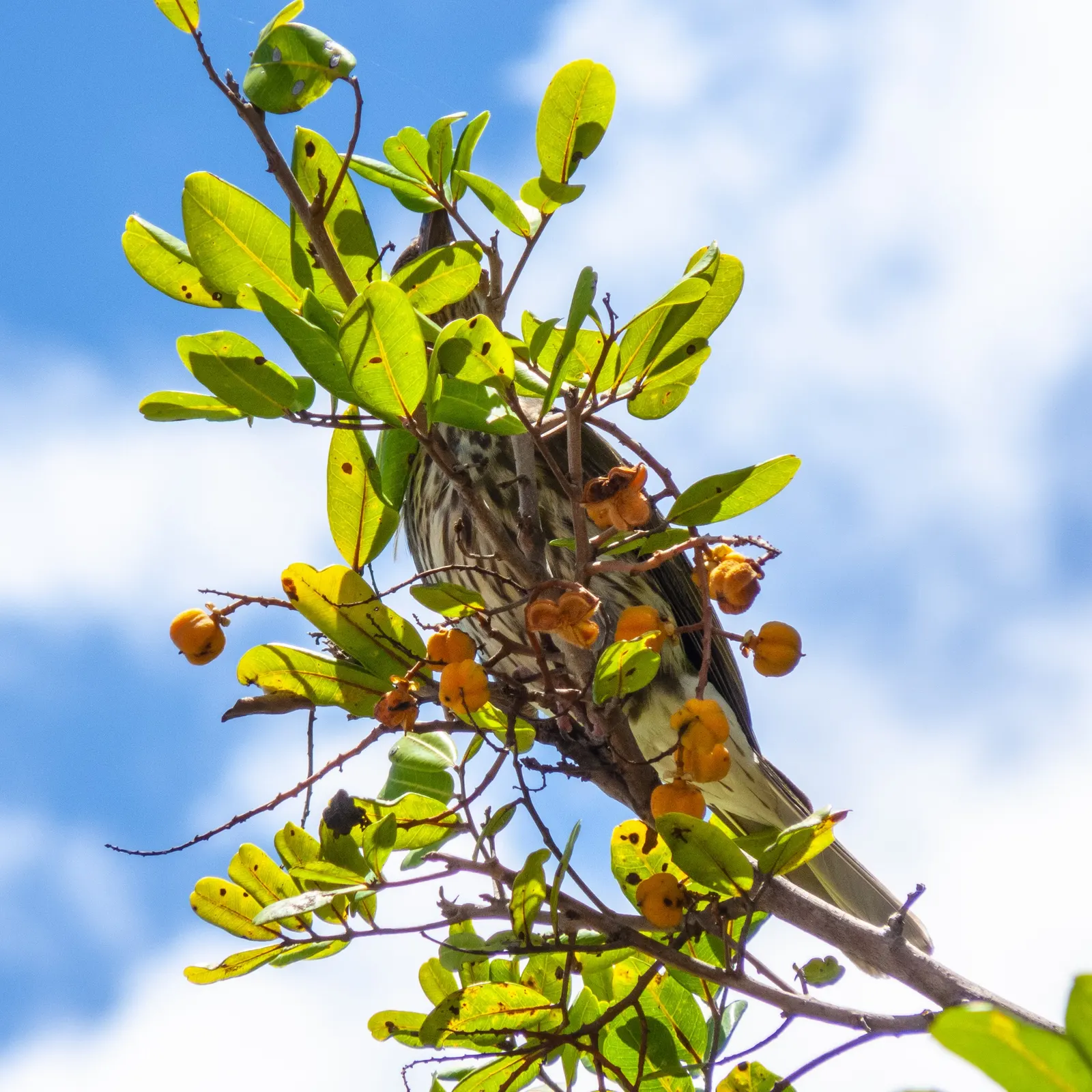 Carrot Wood (Cupaniopsis Anacardioides) — Its endurance of various conditions; with its versatility and attractive features