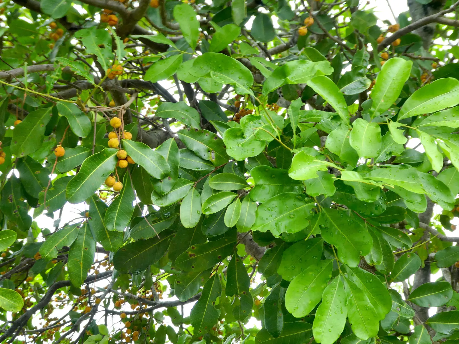Carrot Wood (Cupaniopsis Anacardioides) — Its endurance of various conditions; with its versatility and attractive features, image 88