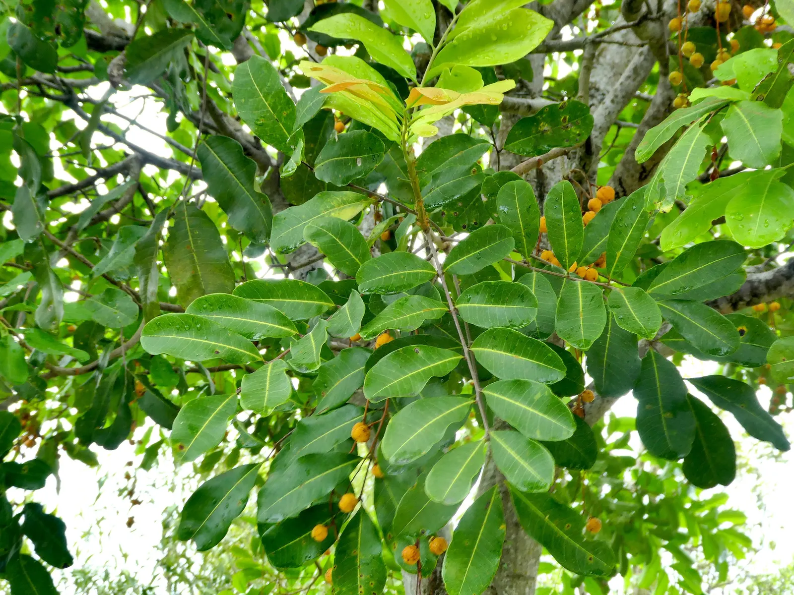 Carrot Wood (Cupaniopsis Anacardioides) — including coastal exposure; its endurance of various conditions, image 89
