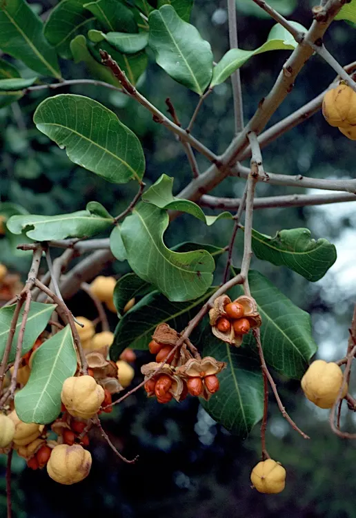 Carrot Wood (Cupaniopsis Anacardioides) — although it's considered invasive in some regions; with its versatility and attractive features, image 92