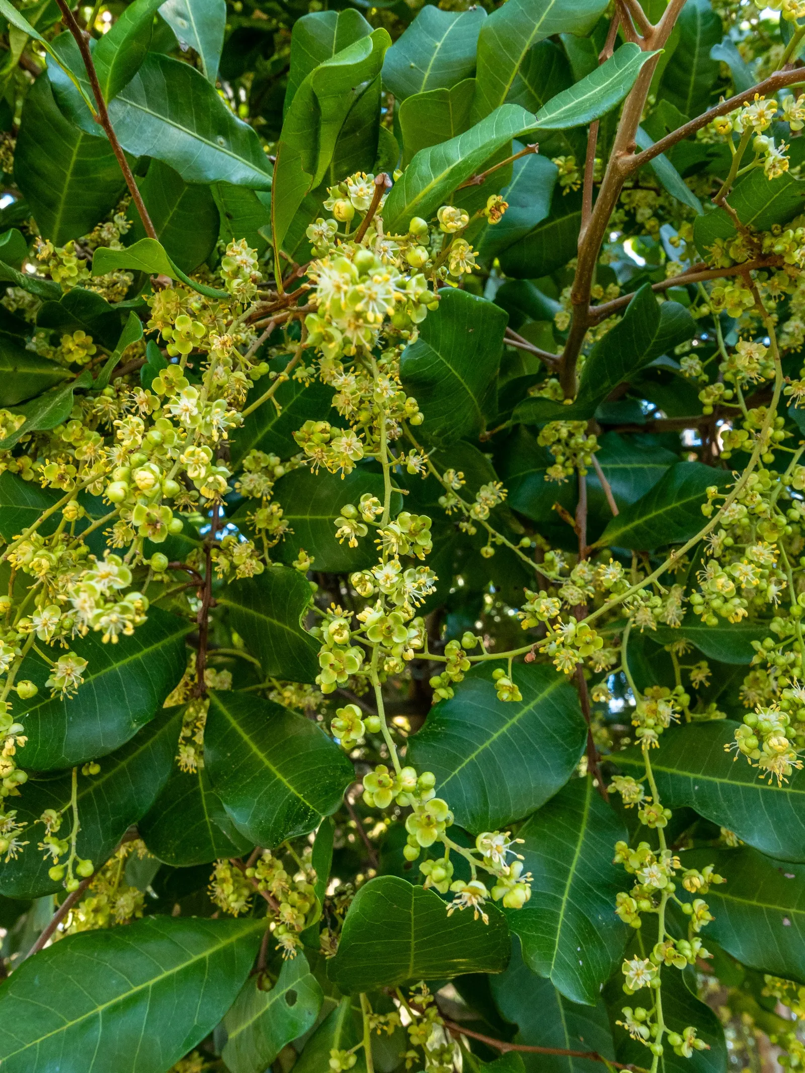 Carrot Wood (Cupaniopsis Anacardioides) — each roughly 2 to 4 inches long; adding a layer of dynamic wildlife to the garden, image 95