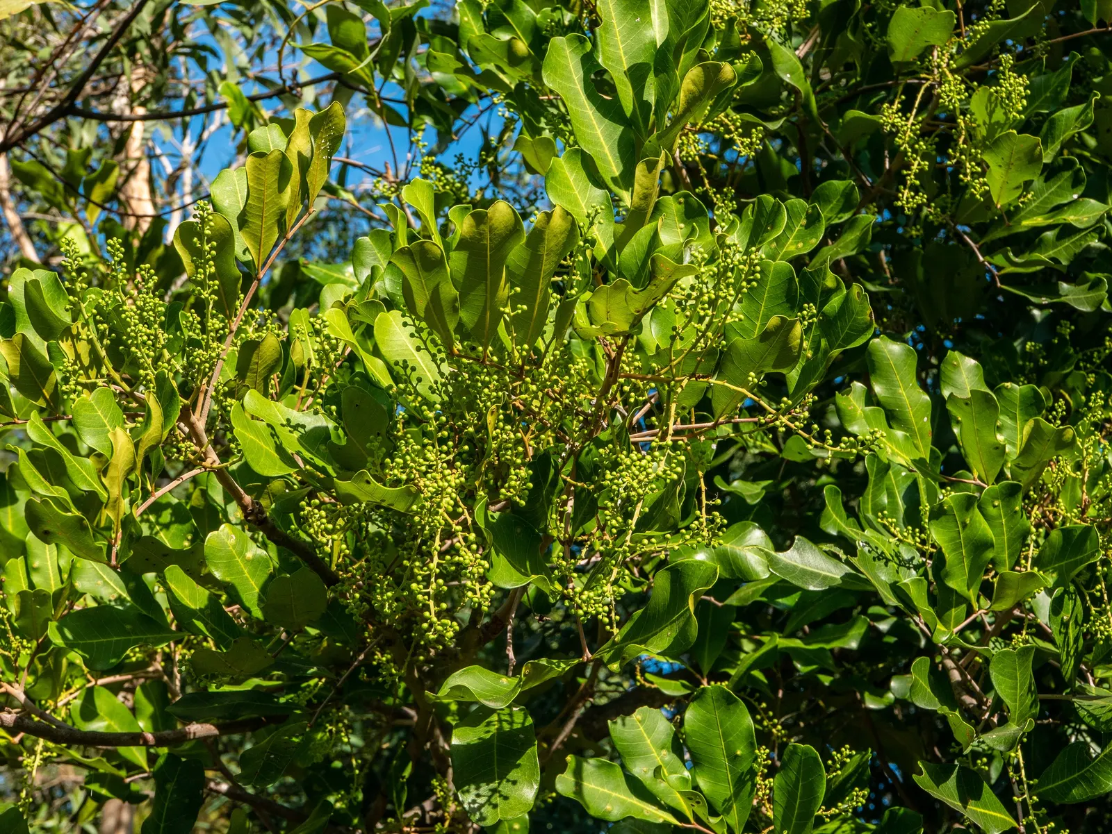 Carrot Wood (Cupaniopsis Anacardioides) — The Carrot Wood (Cupaniopsis anacardioides) is an evergreen tree valued for its dense; its endurance of various